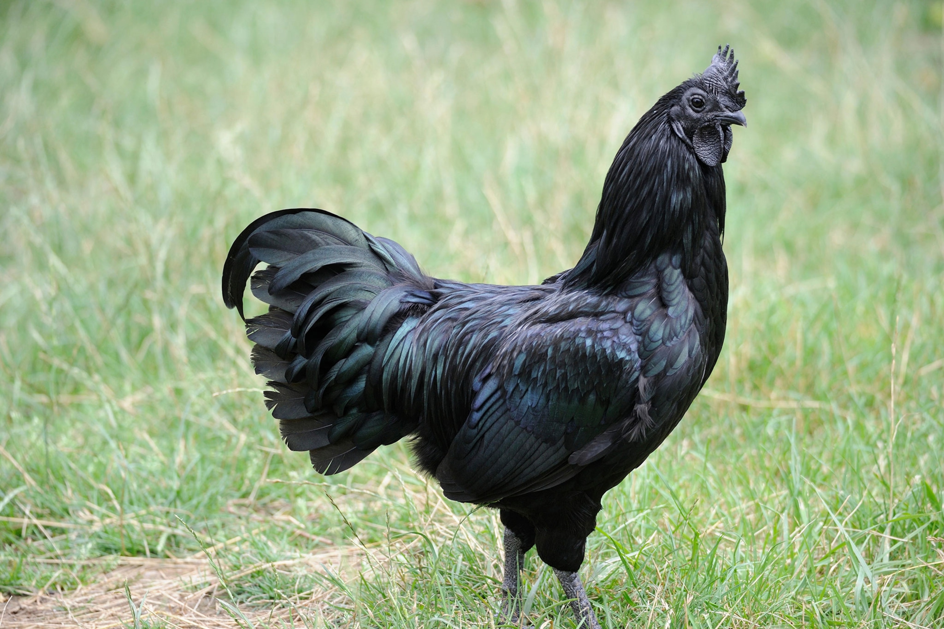 One of our chickens has a pretty big ball in it's chest. Makes