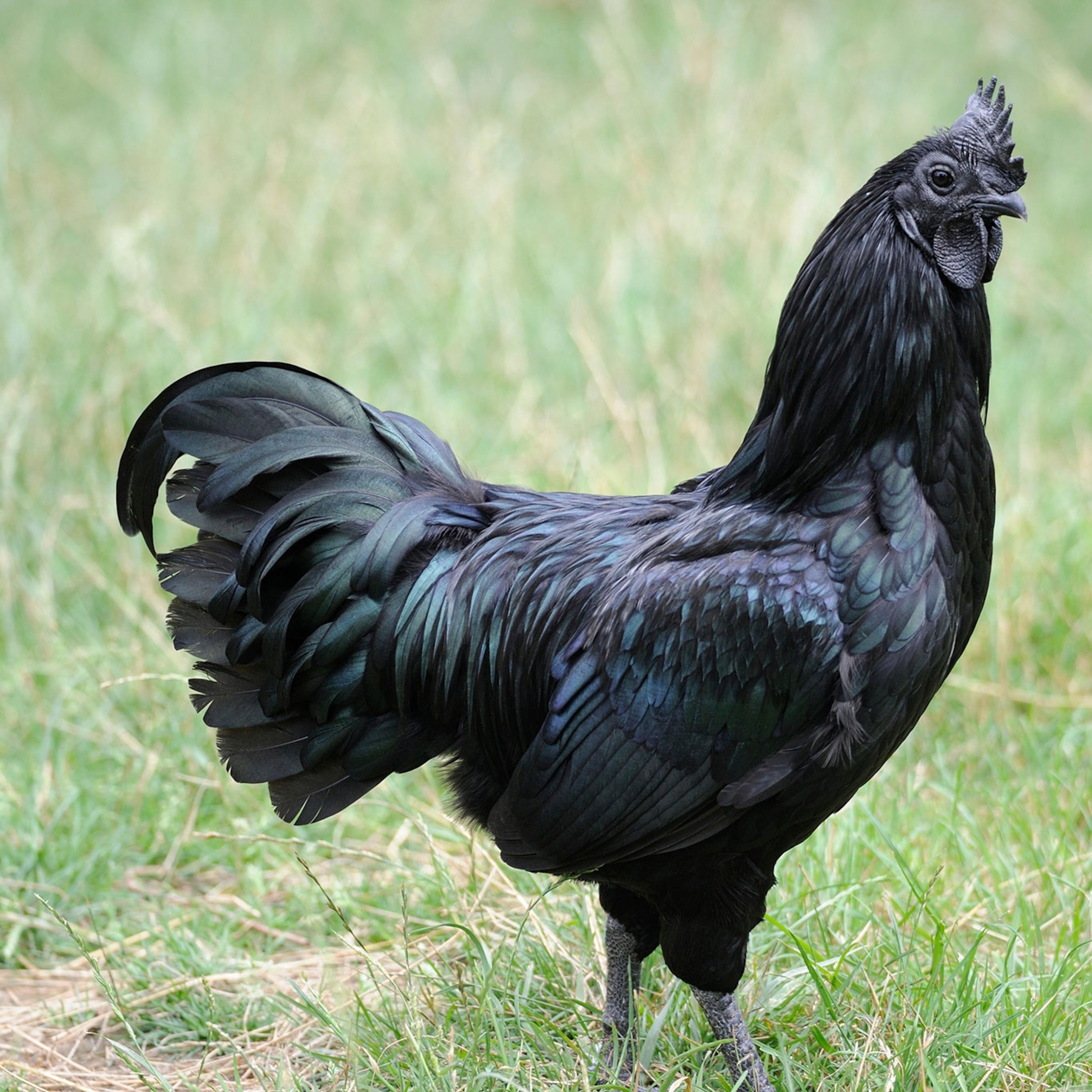 Ayam Cemani Chicken Breed Profile - Entirely Black Chicken