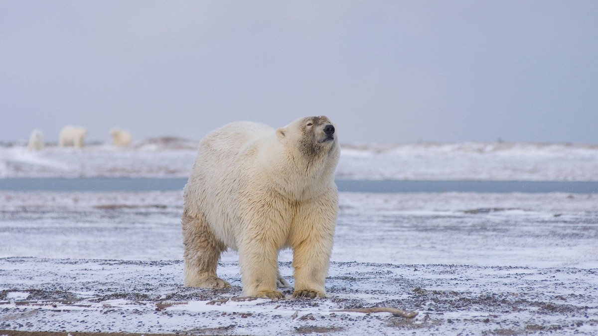 Pizzlies, grolars, and narlugas Why we may soon see more Arctic