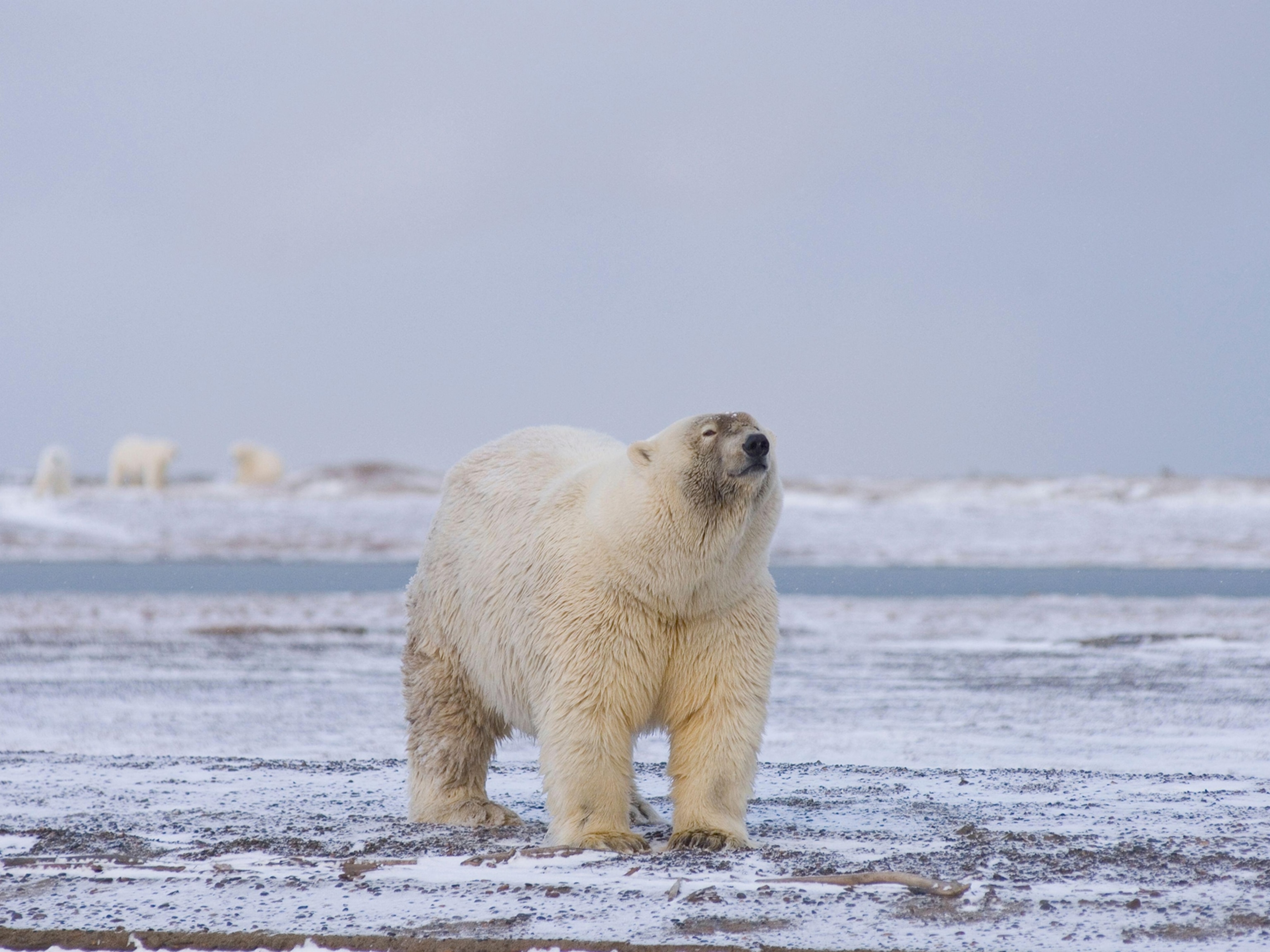 effect of climate change on environment essay