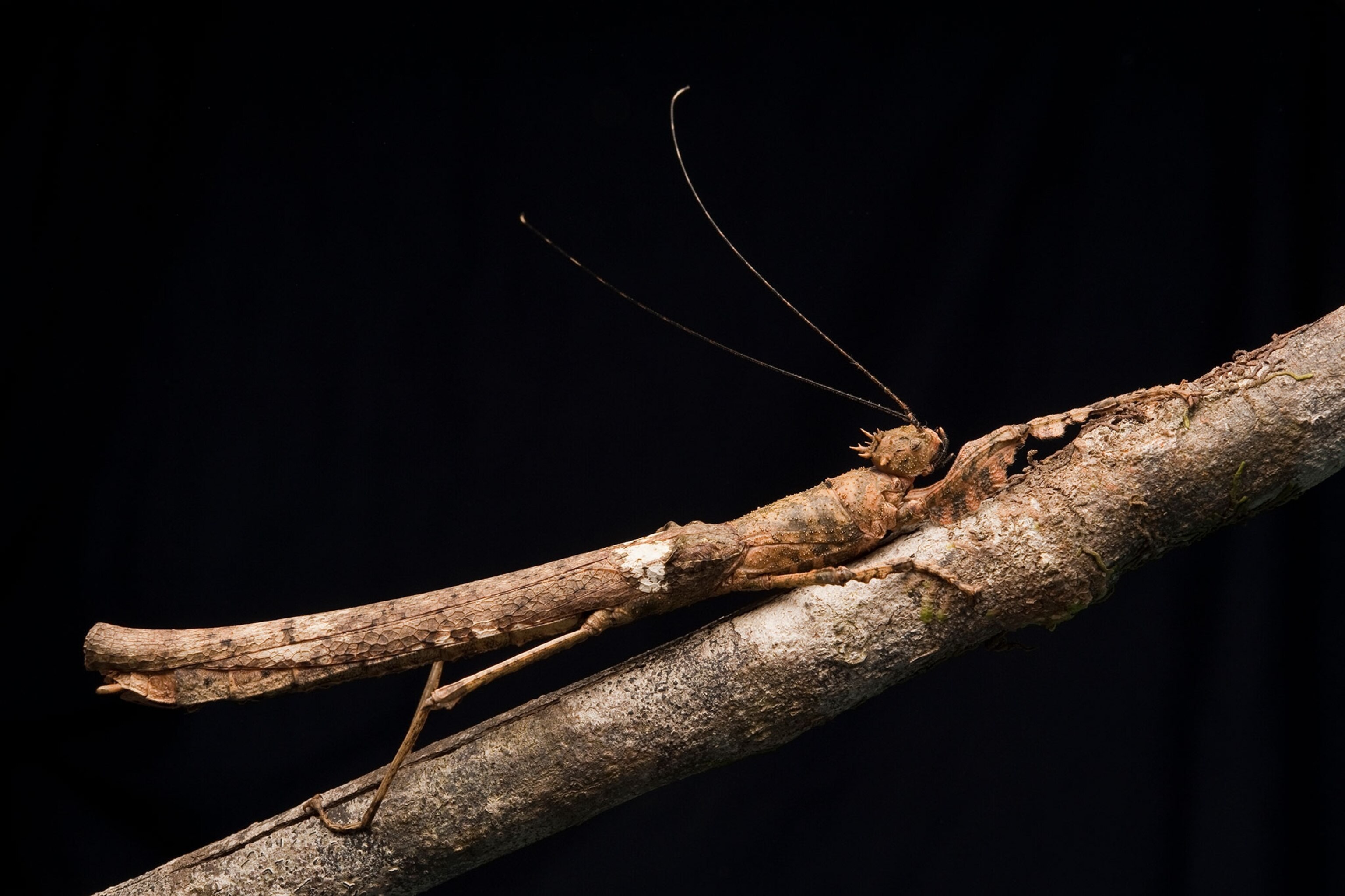 This Is Why Insects Rule the World