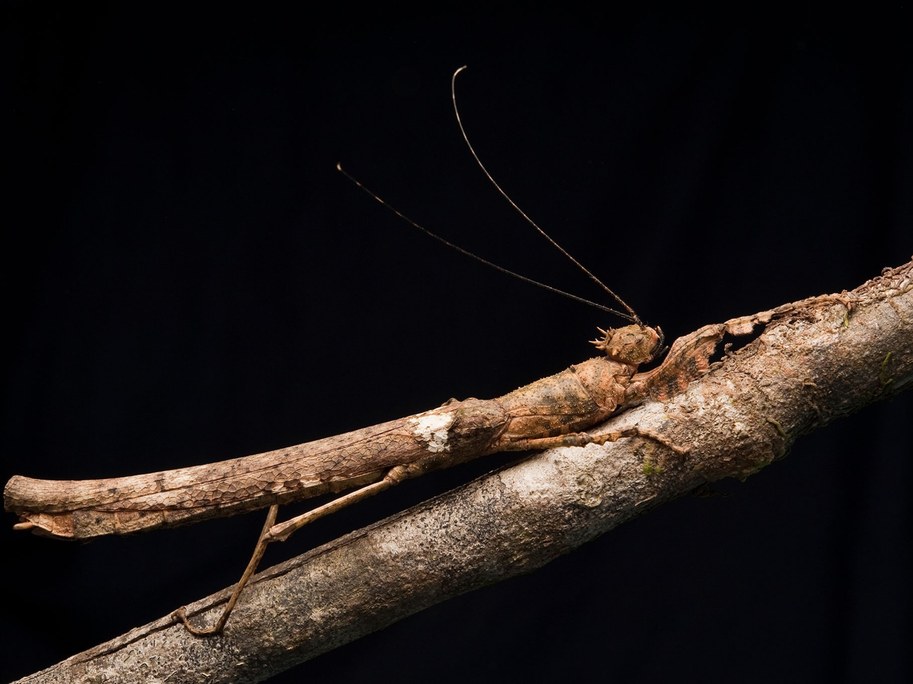 This Is Why Insects Rule the World