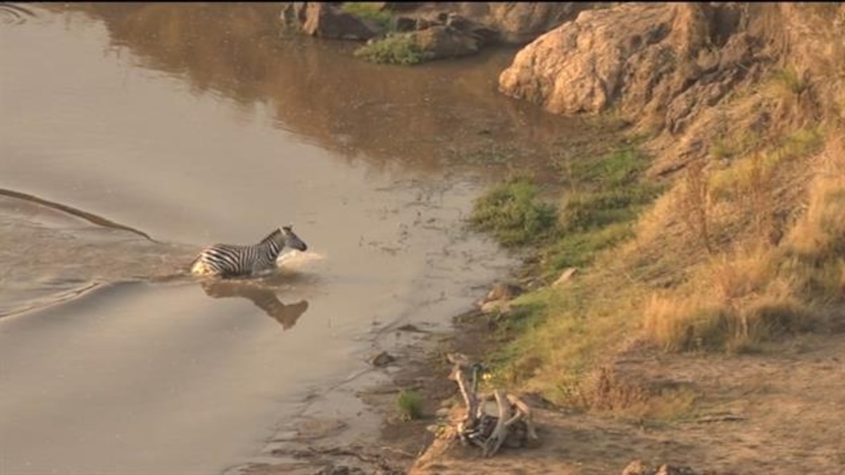 Zebra Escapes a Crocodile Only to Meet Another Surprise