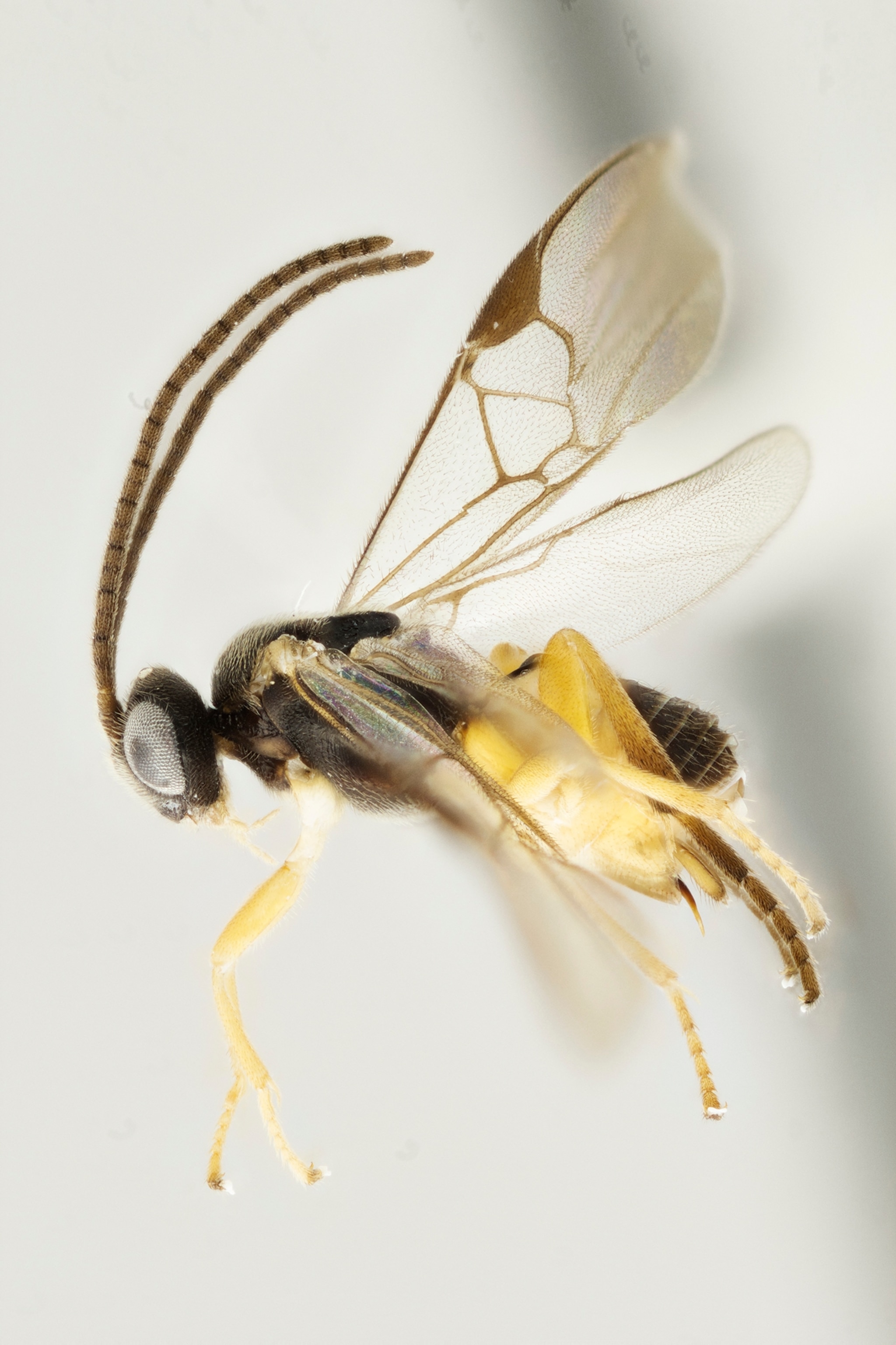 a wasp.