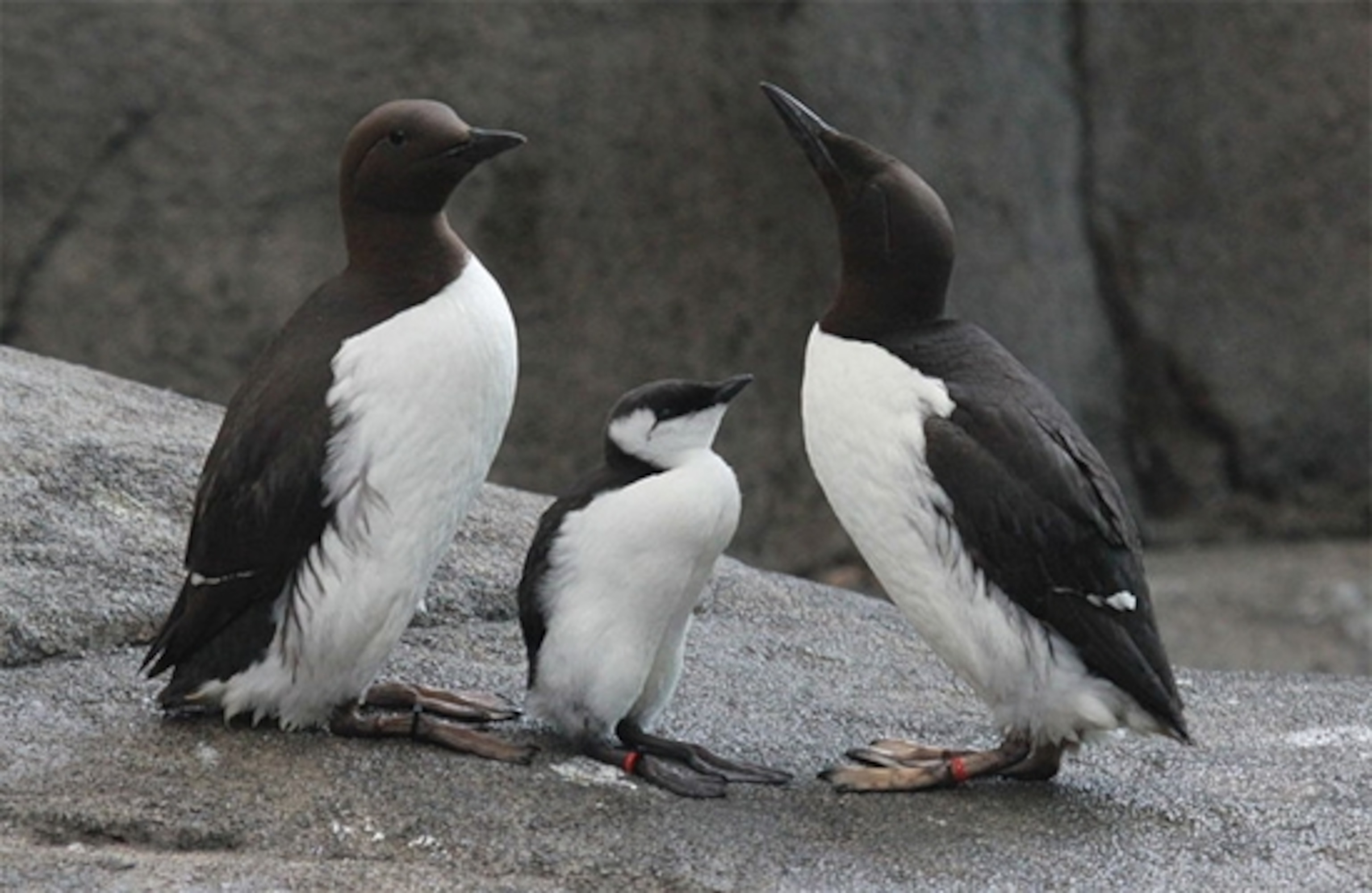 Credit: Dick Daniels