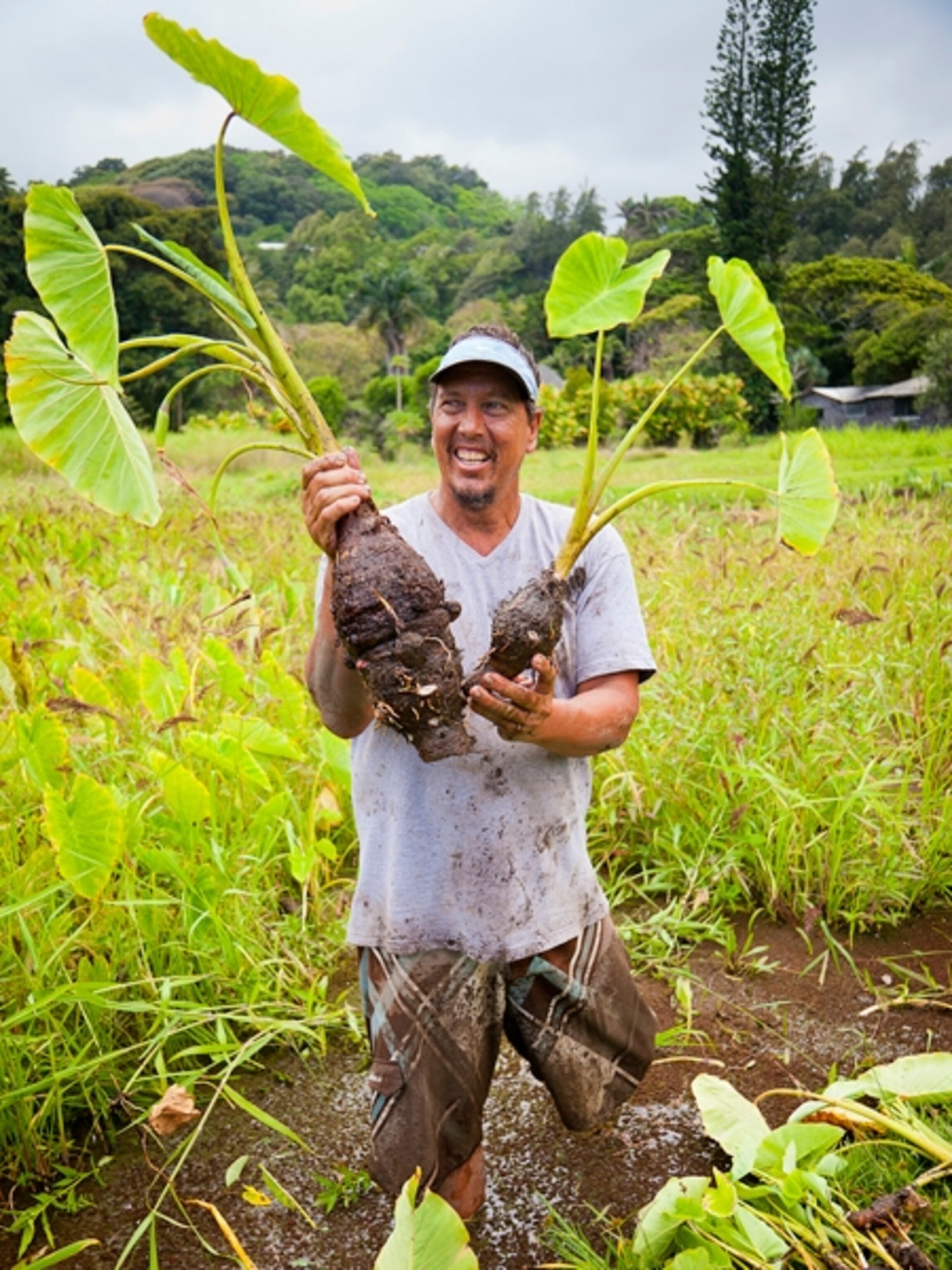 man in taro fields in Keanae Maui