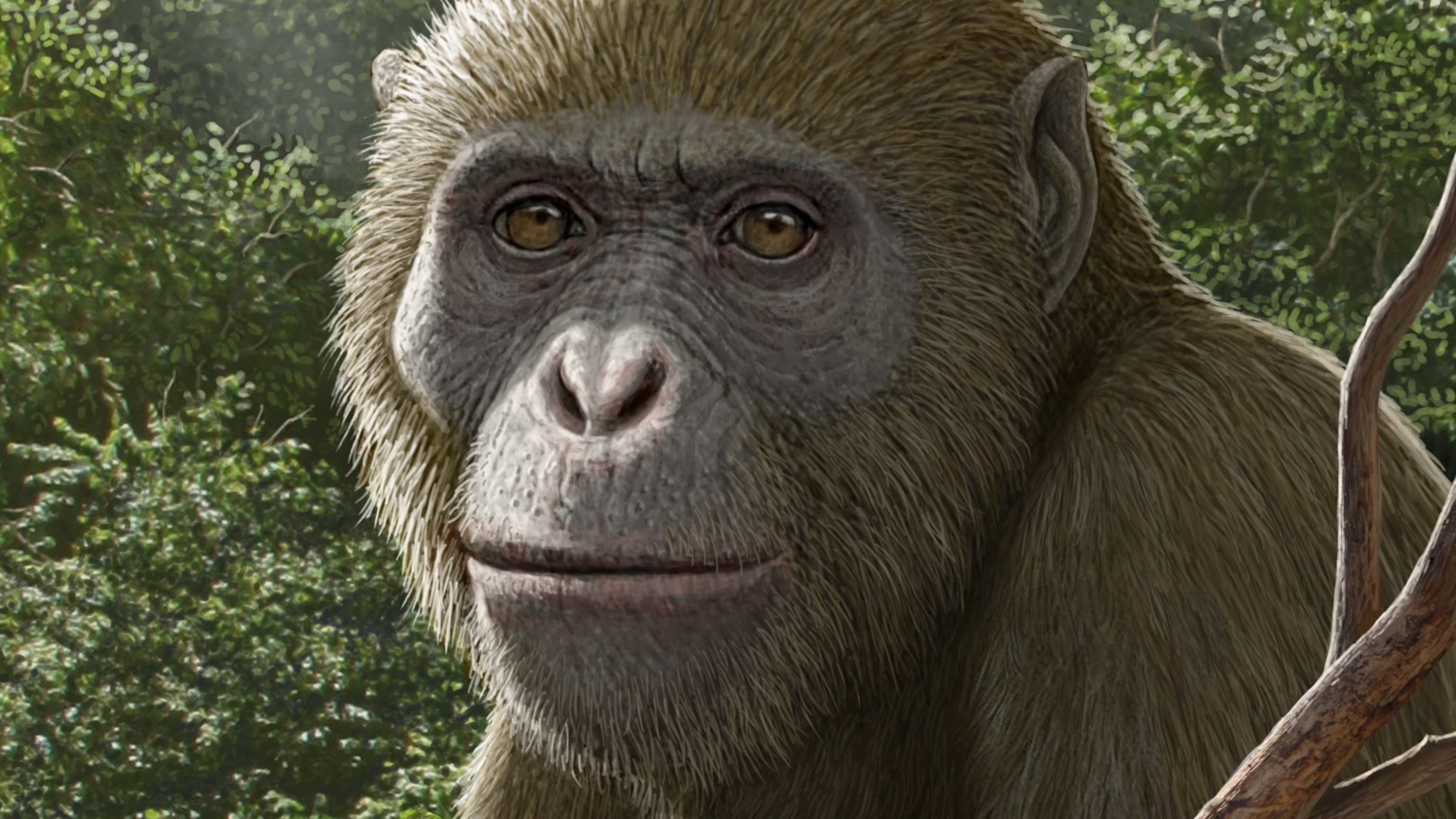 Newly discovered primate species could redraw the ape family tree