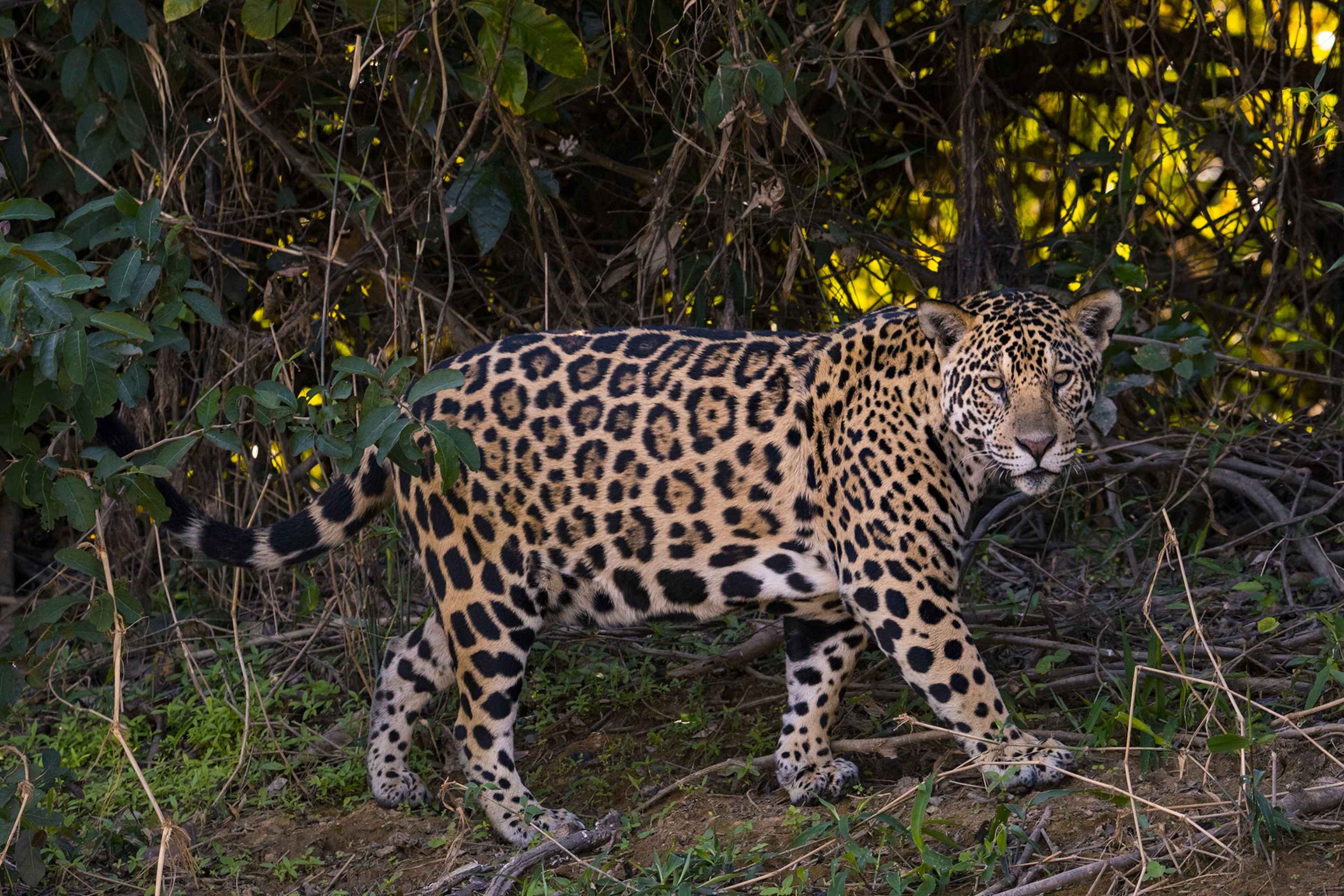 a jaguar