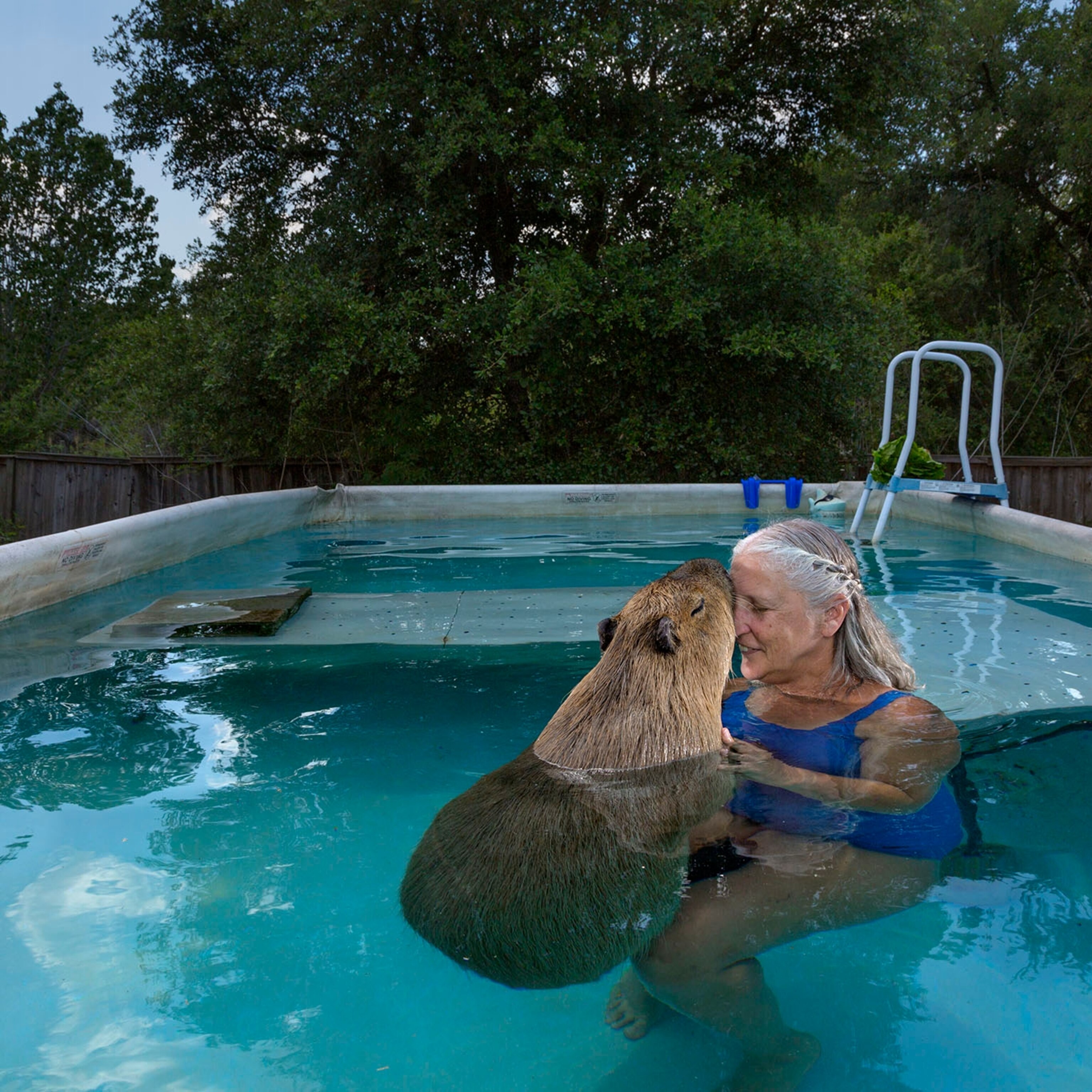 Can Tibetan Mastiffs Swim