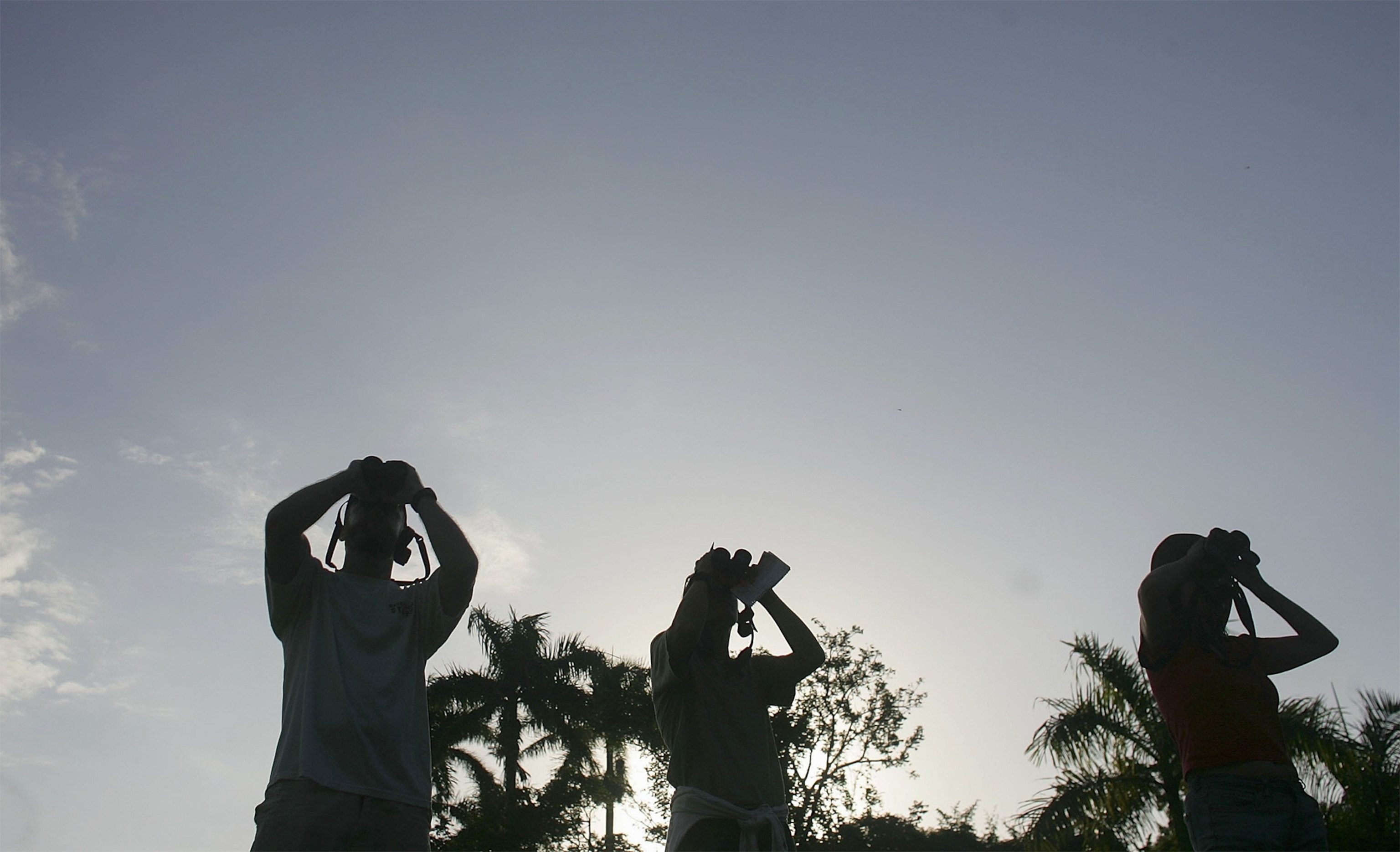 a Madagascar Fish Eagle with a fish.