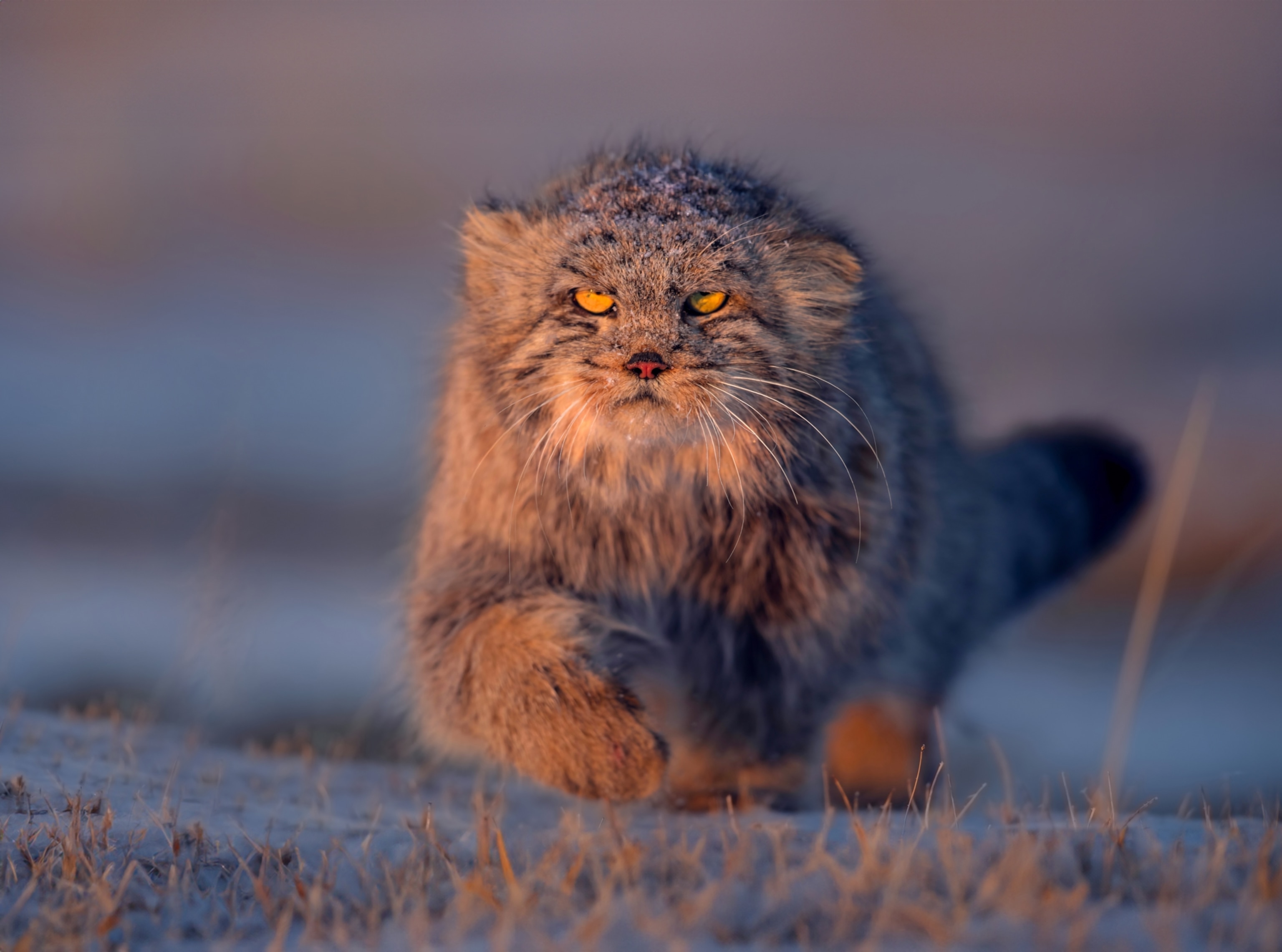 A cat with long thick fur steps on a flat land.