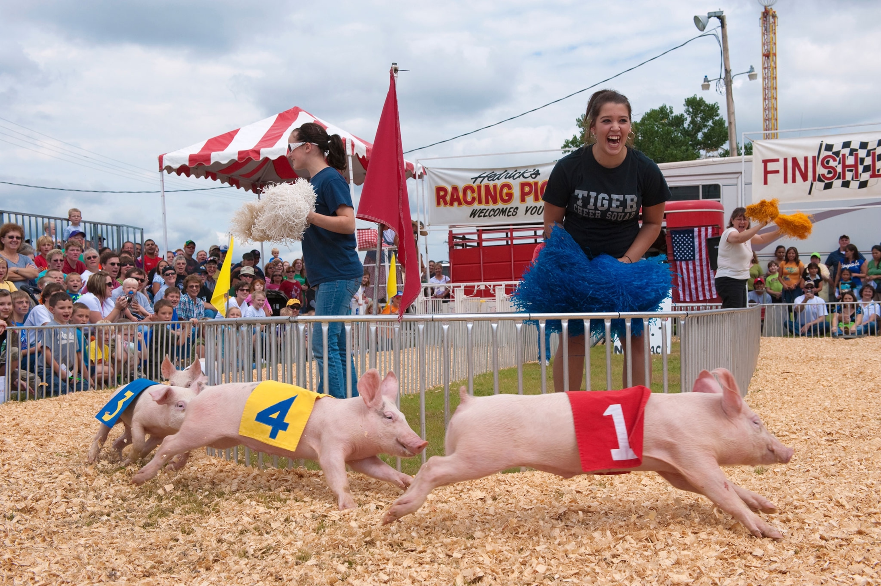 Hedrick's Racing Pigs at the Kansas State Fair