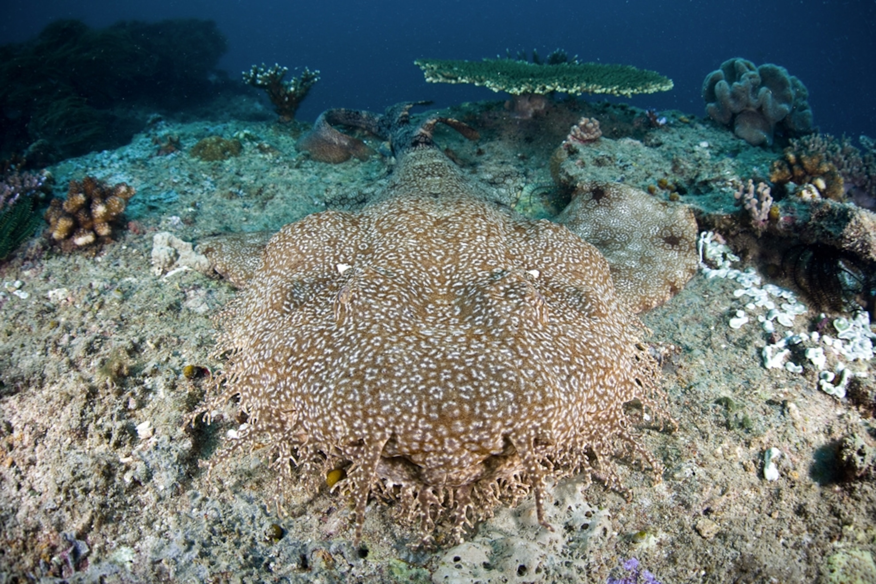 Shark picture: the face of a tasseled wobbegong