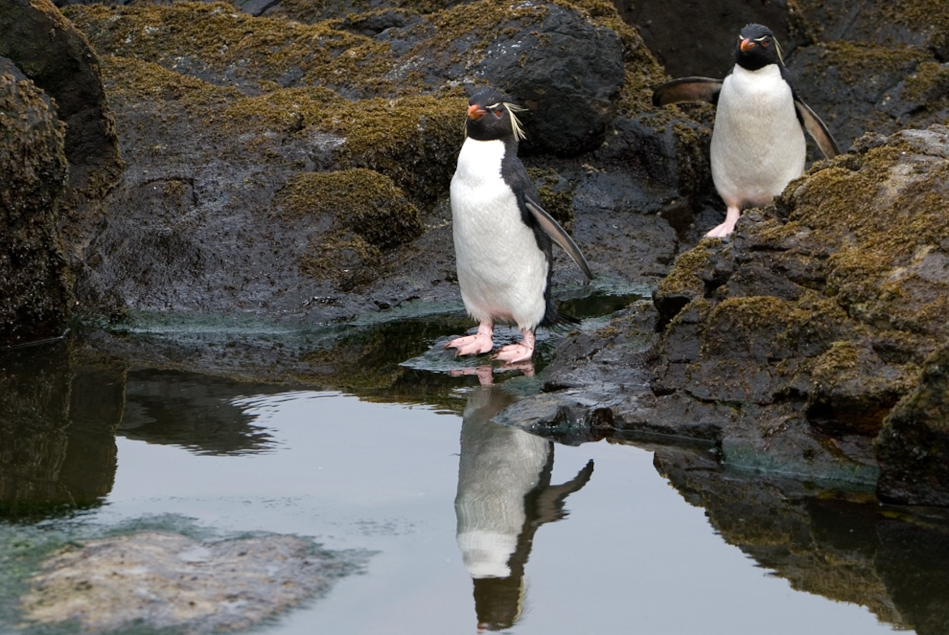 Northern rockhopper penguins picture