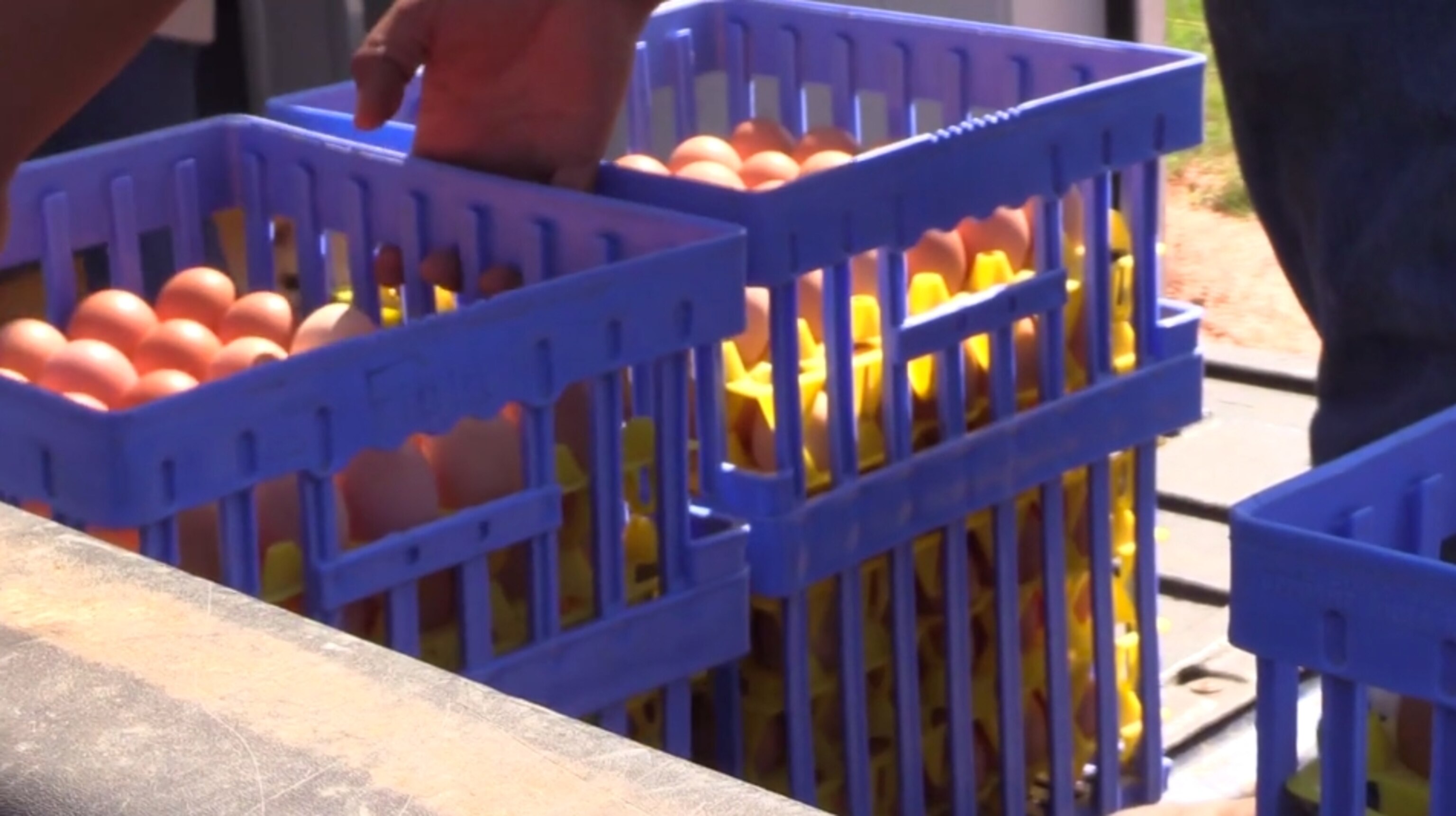 A worker collects eggs in a crate.