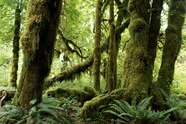 What Are Trees Dominate The Temperate Forest TJJVCB What Are Trees Dominate The Temperate Forest TJJVCB