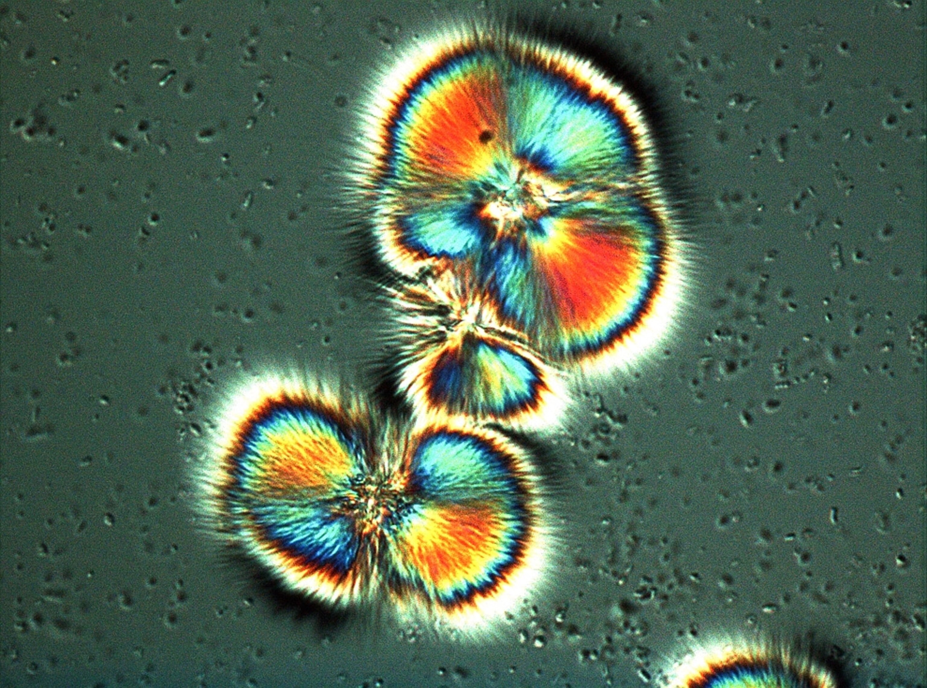 A picture of colorful, microscopic prisms from growing salt crystals