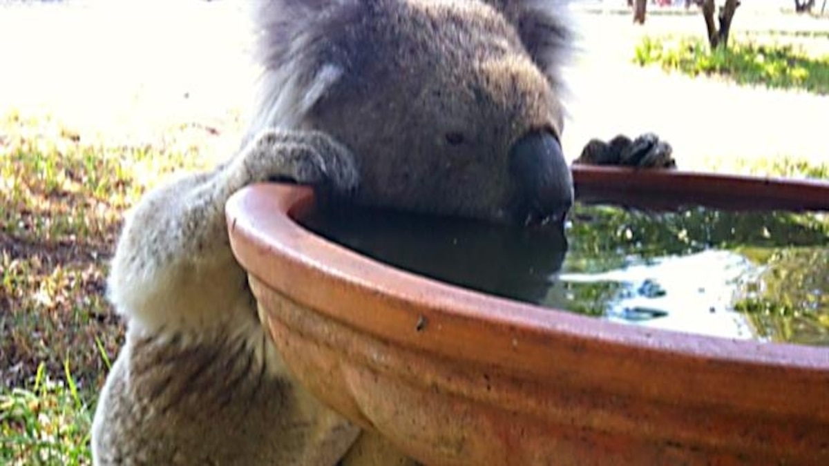 Why Koalas Are Suddenly Drinking Extra Water