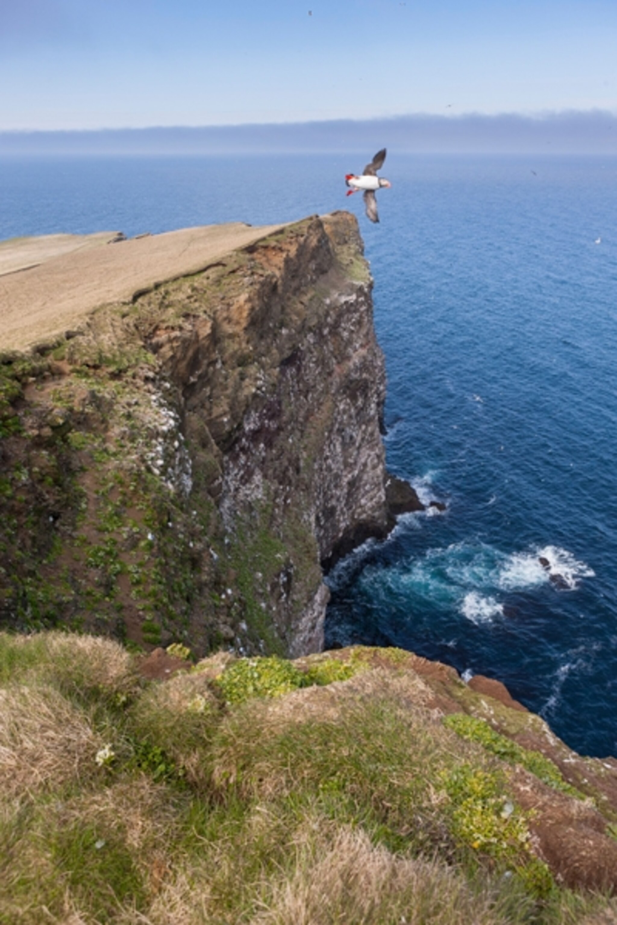 an Atlantic puffin flying over the northern tip of Grimsey, the northernmost point in Iceland