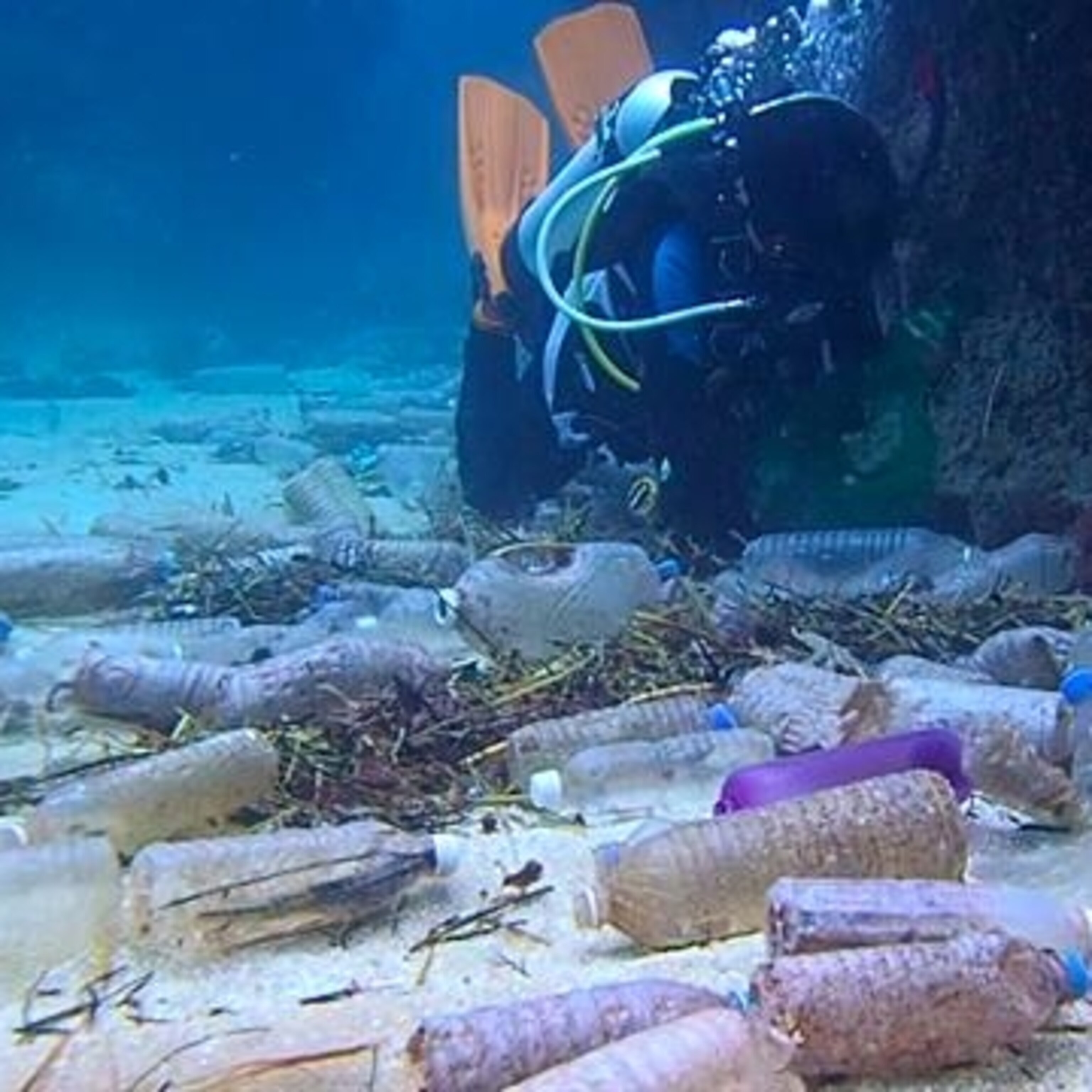 Are Plastic Grocery Bags Sacking The Environment