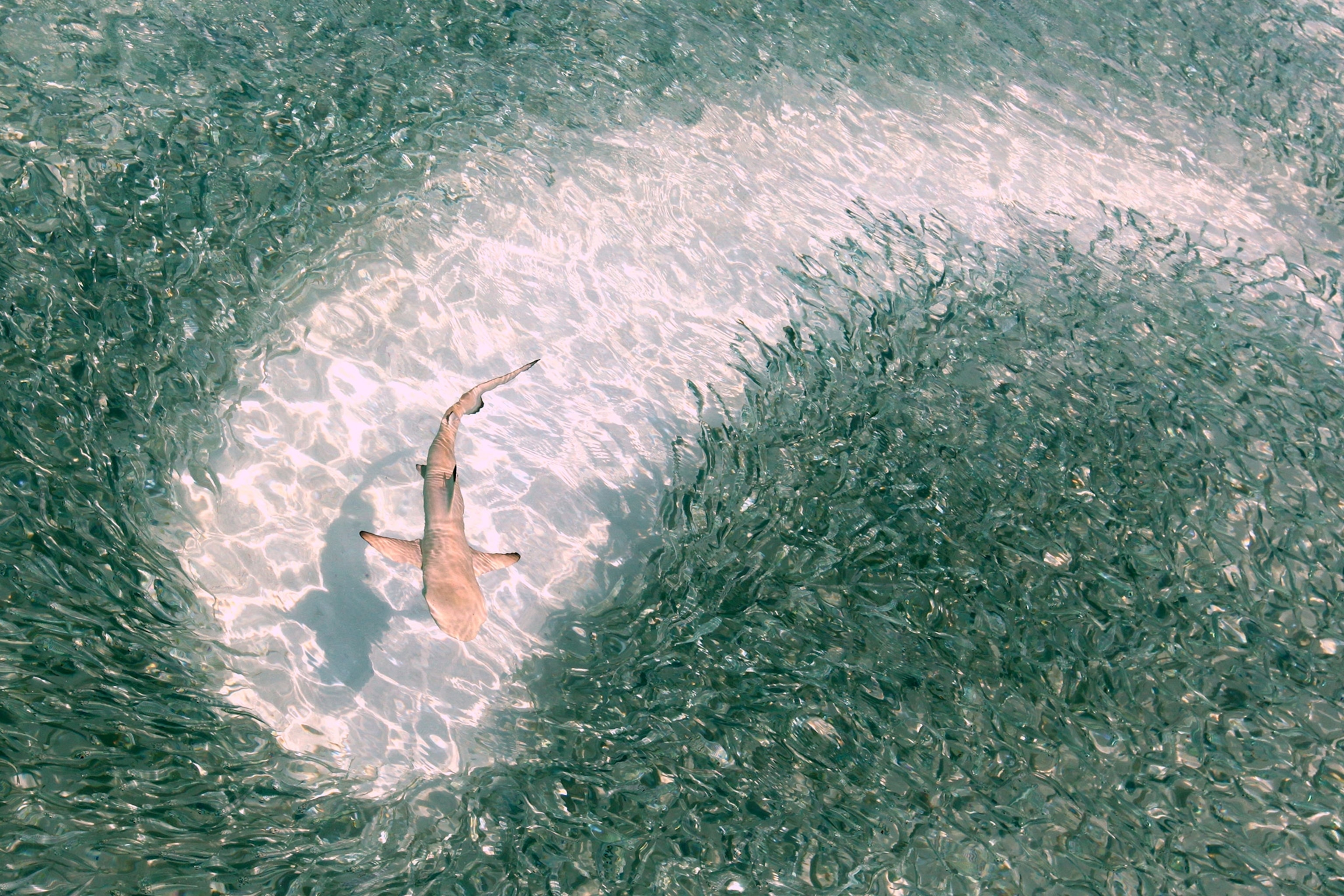 an aerial view of a black-tip reef shark swimming through a pool of fish, Maldives
