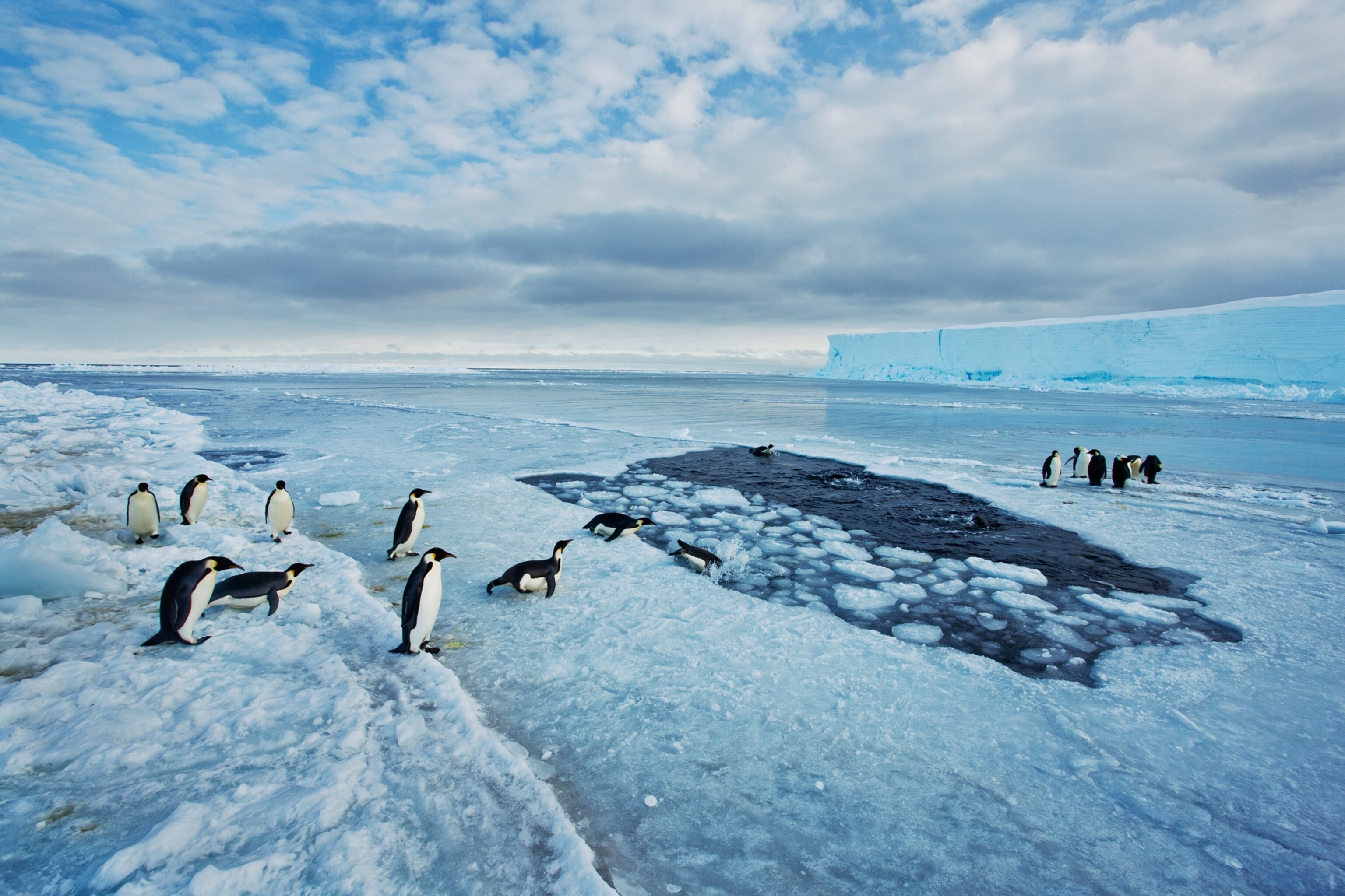 penguins at floe edge at Cape Washington