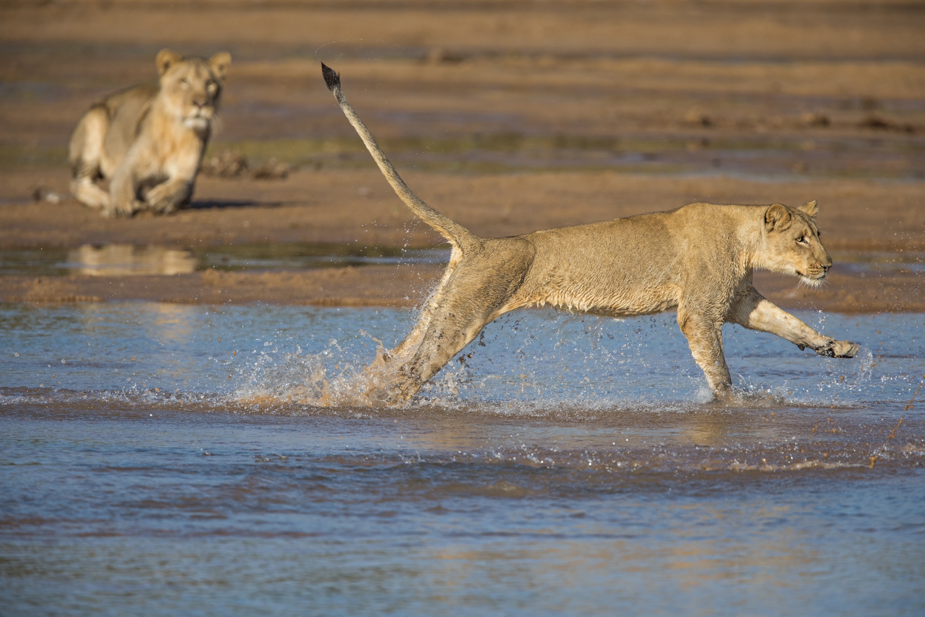 lions crossing the shallow Kapamba river