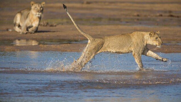 A Walking Safari In Zambia S South Luangwa National Park