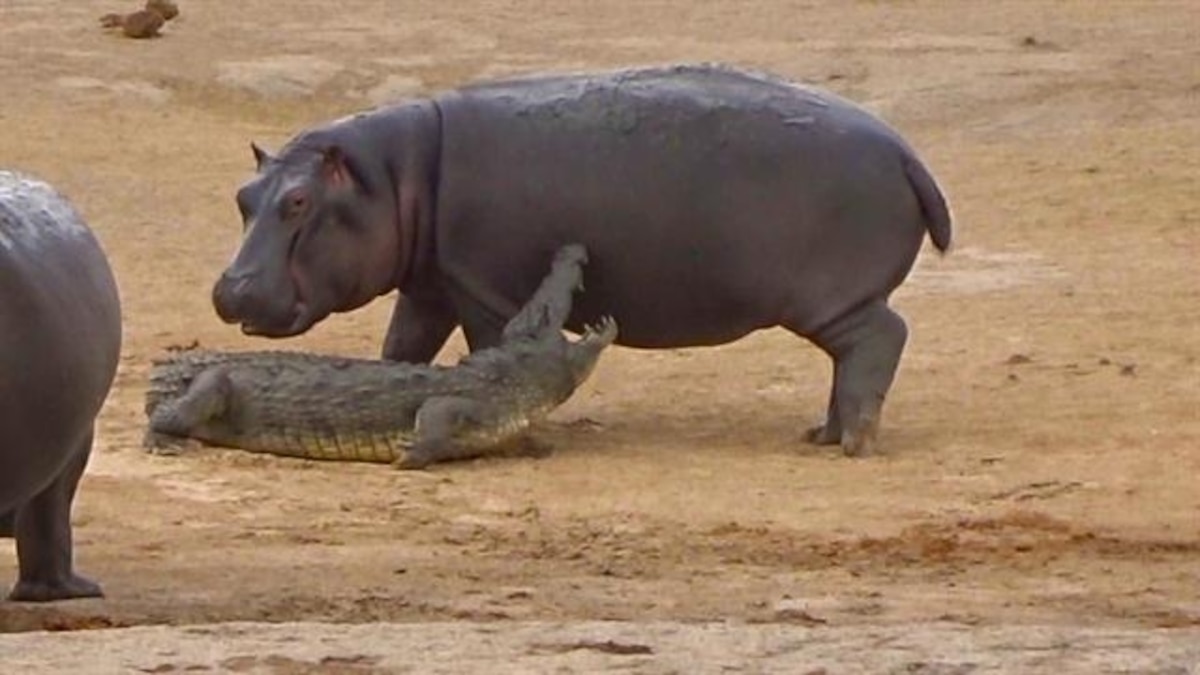 Hippo Attacks Crocodile