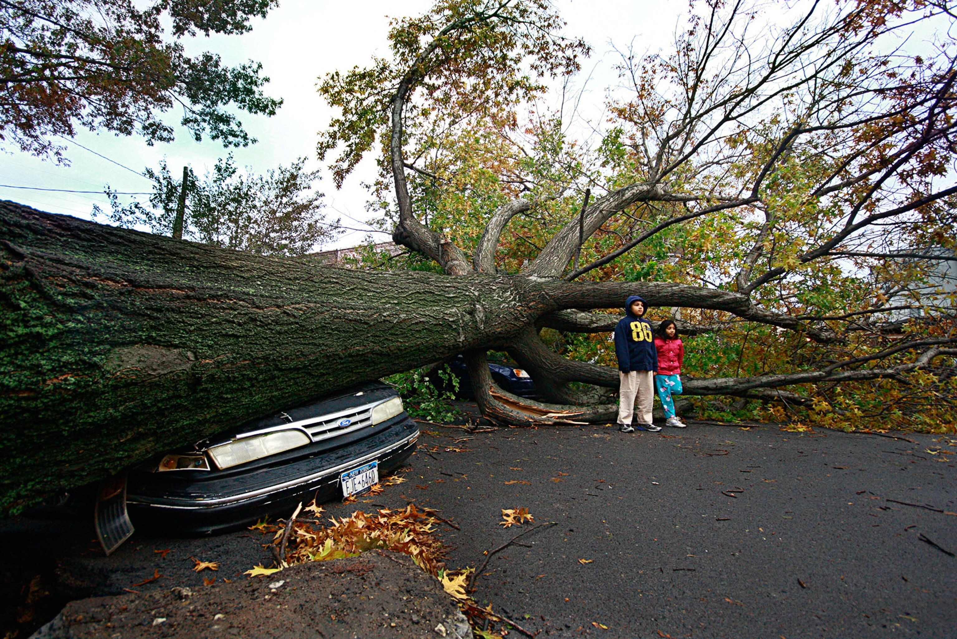a tree that fell on a car