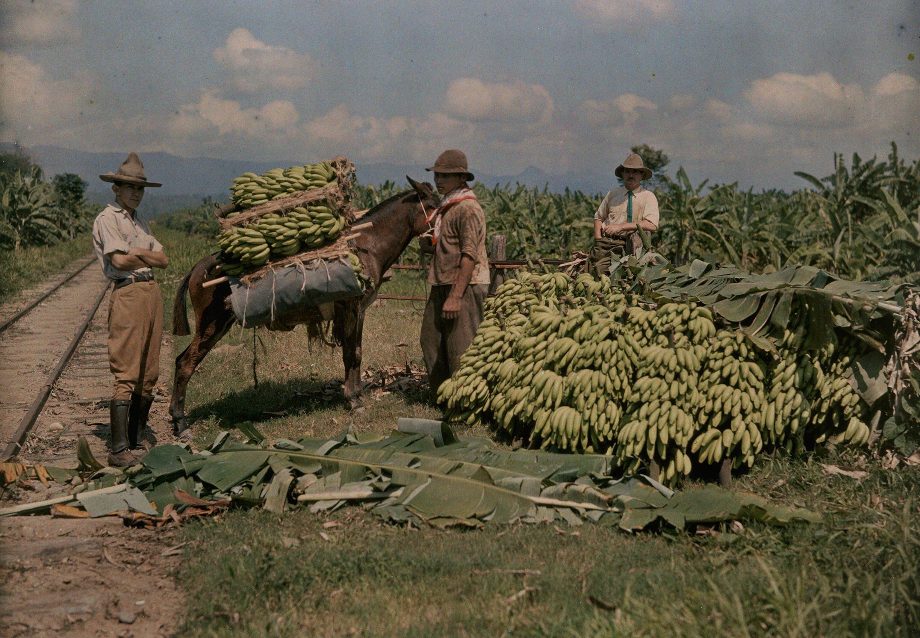 man farming bananas