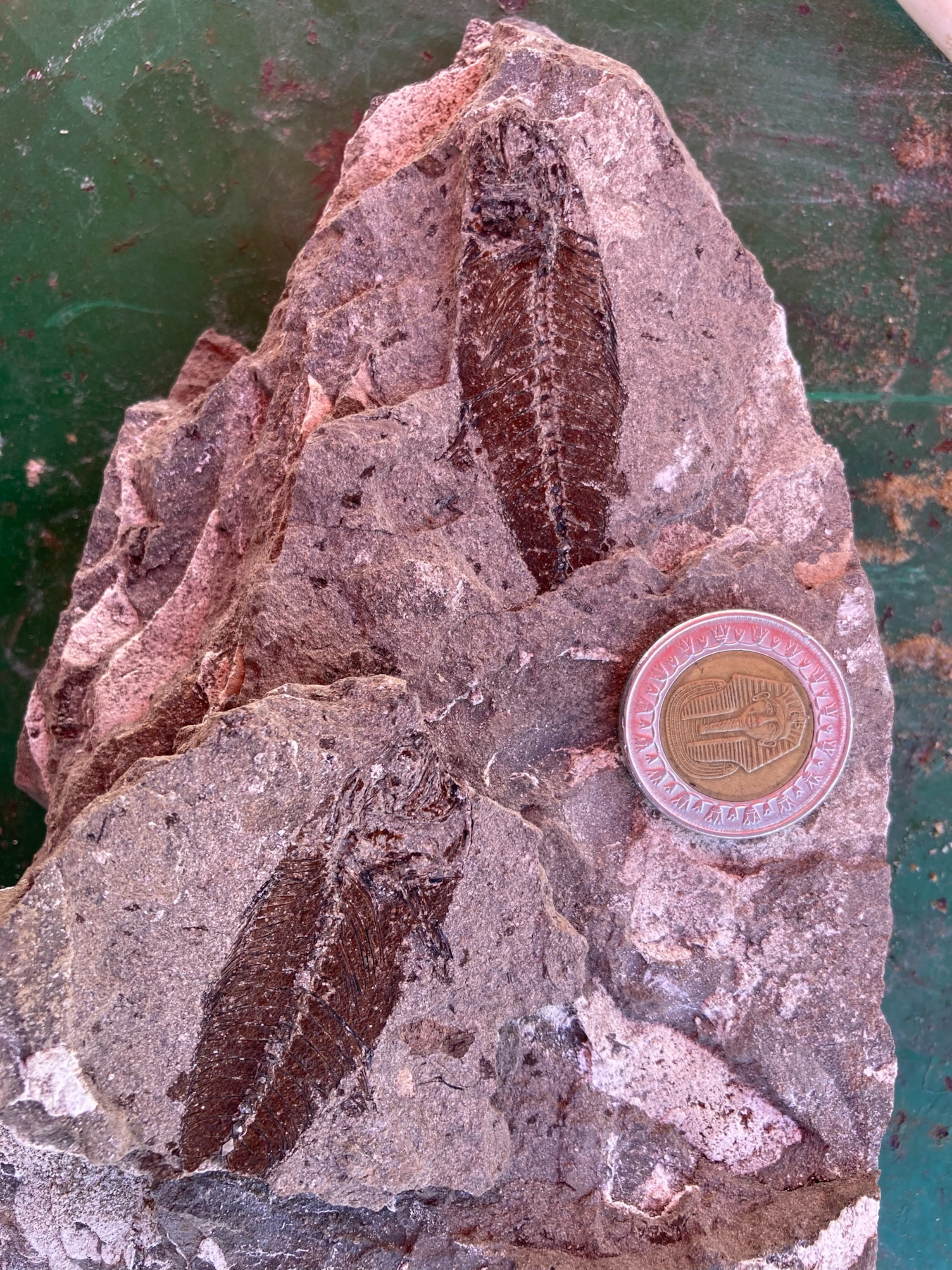 Close-up of two dark fish fossils embedded in a rough, reddish-brown rock. A coin is placed beside the fossils for scale on a green surface