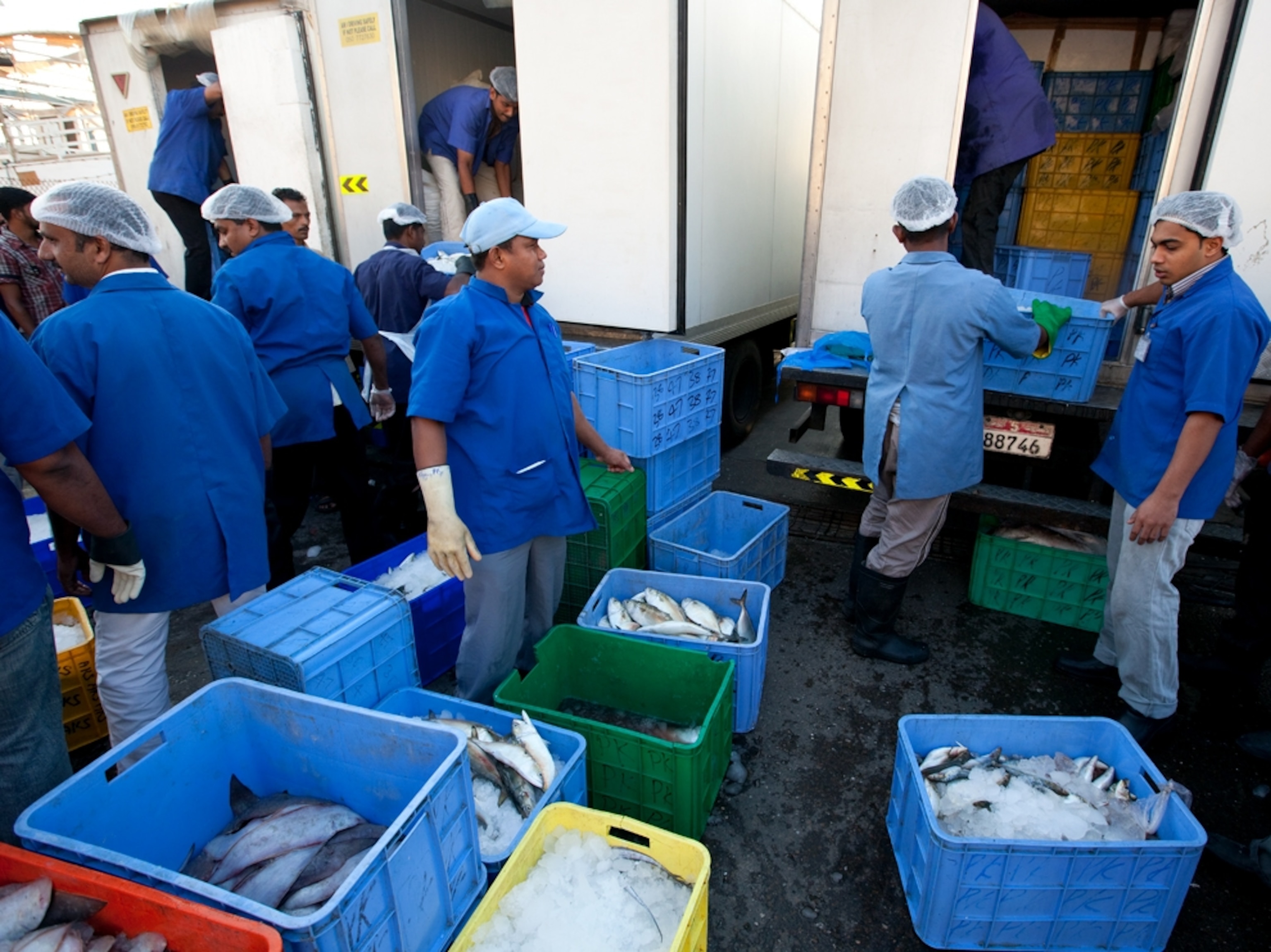 Men unload fish from a truck