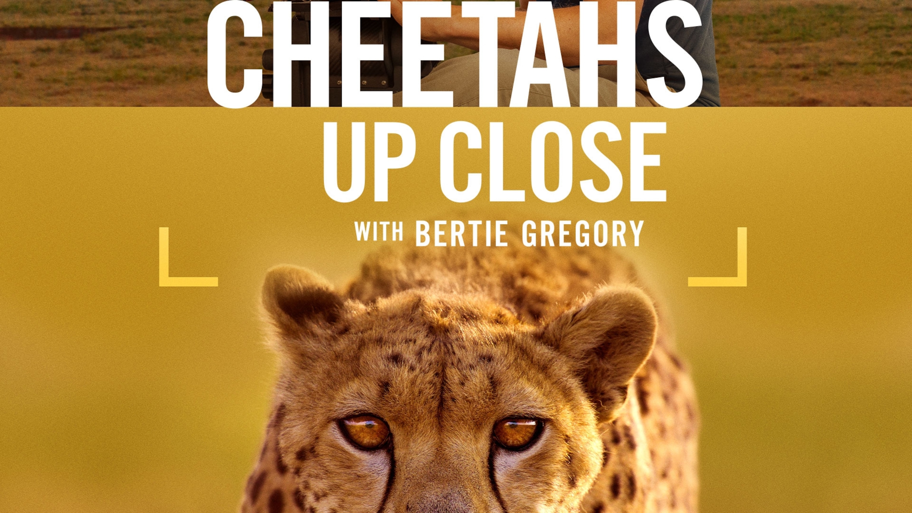 Cheetahs Up Close
