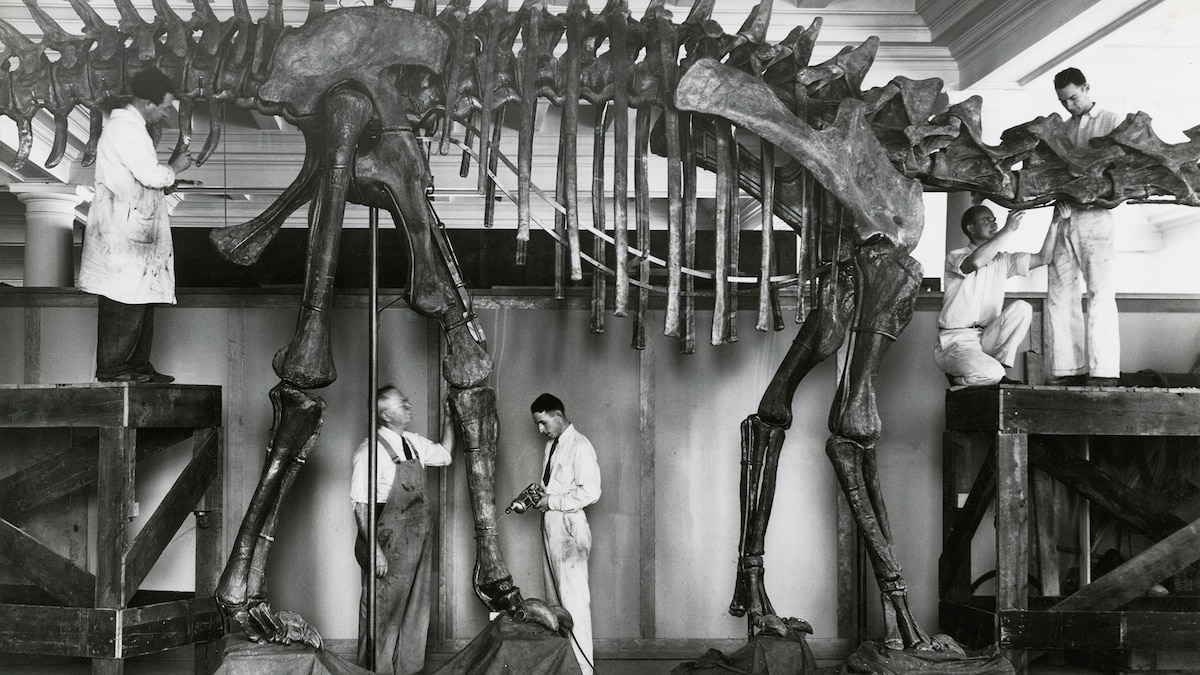 Pictures: Stunning Fossils on National Fossil Day | National Geographic