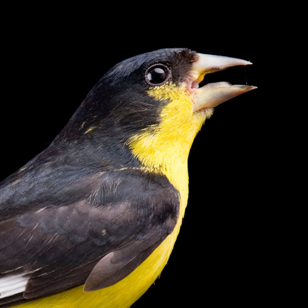 Lesser Goldfinch | National Geographic