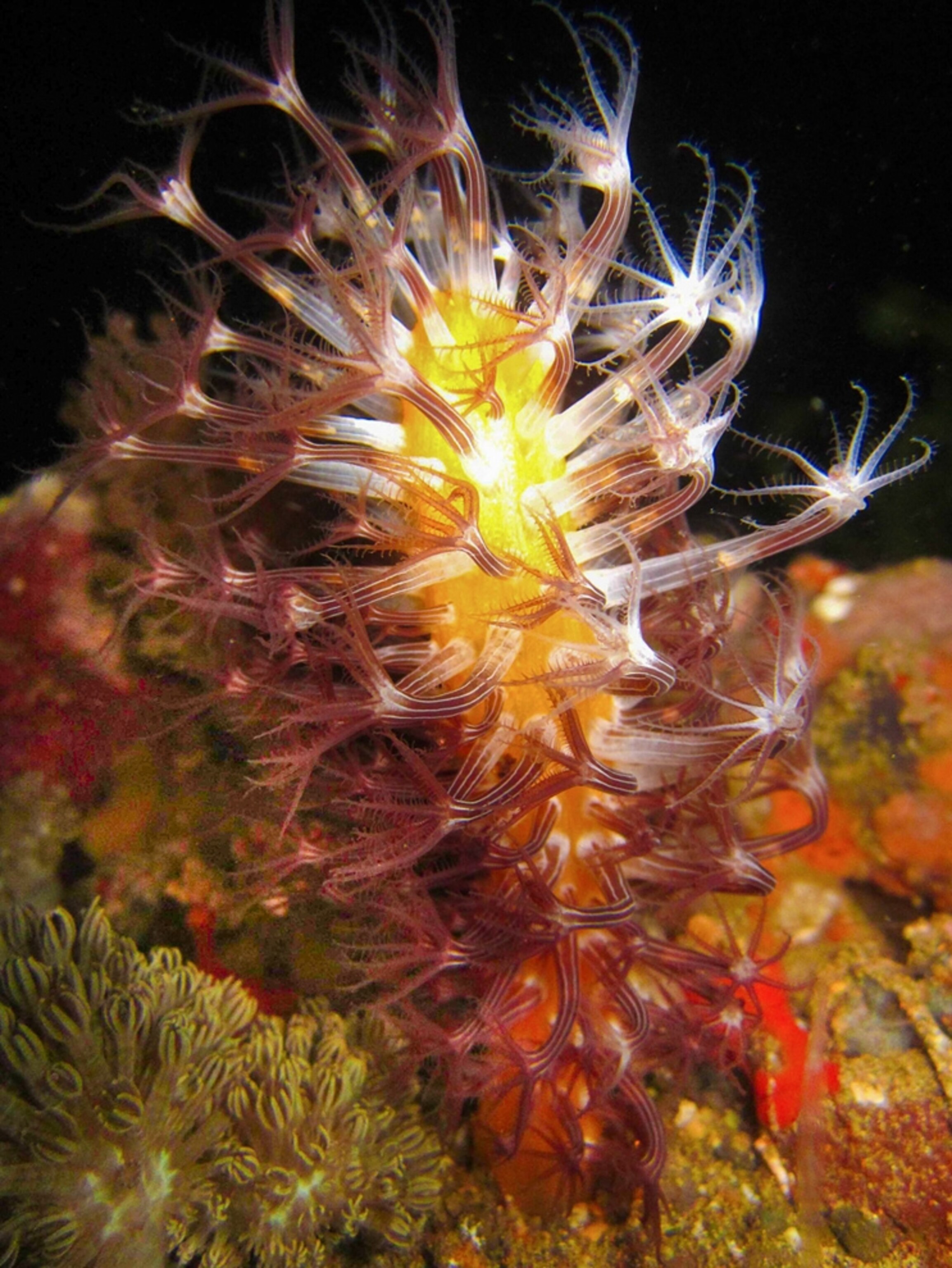 a sea pen that comes alive at night in the Philippines