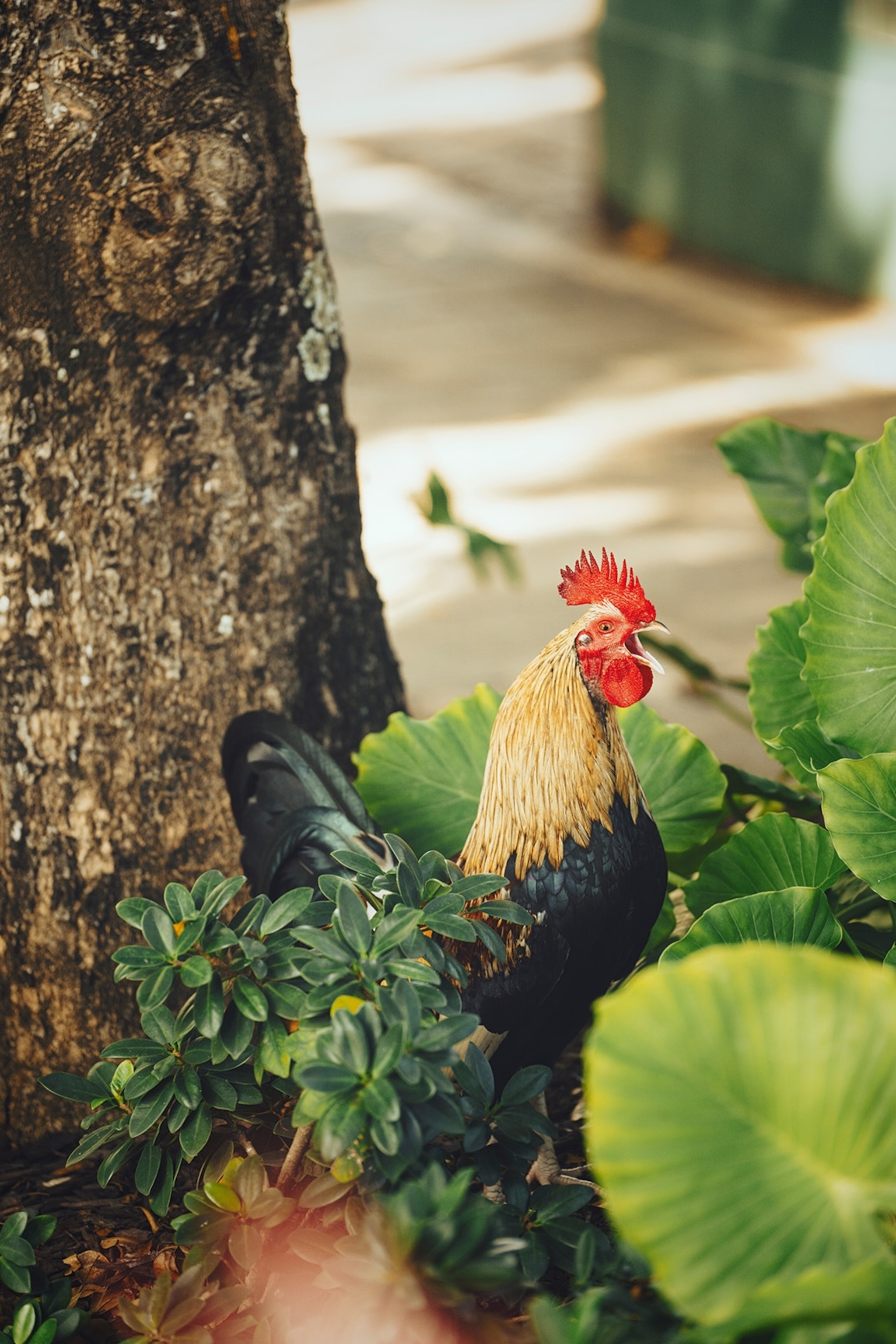 A cockerel in the Plaza Colón.