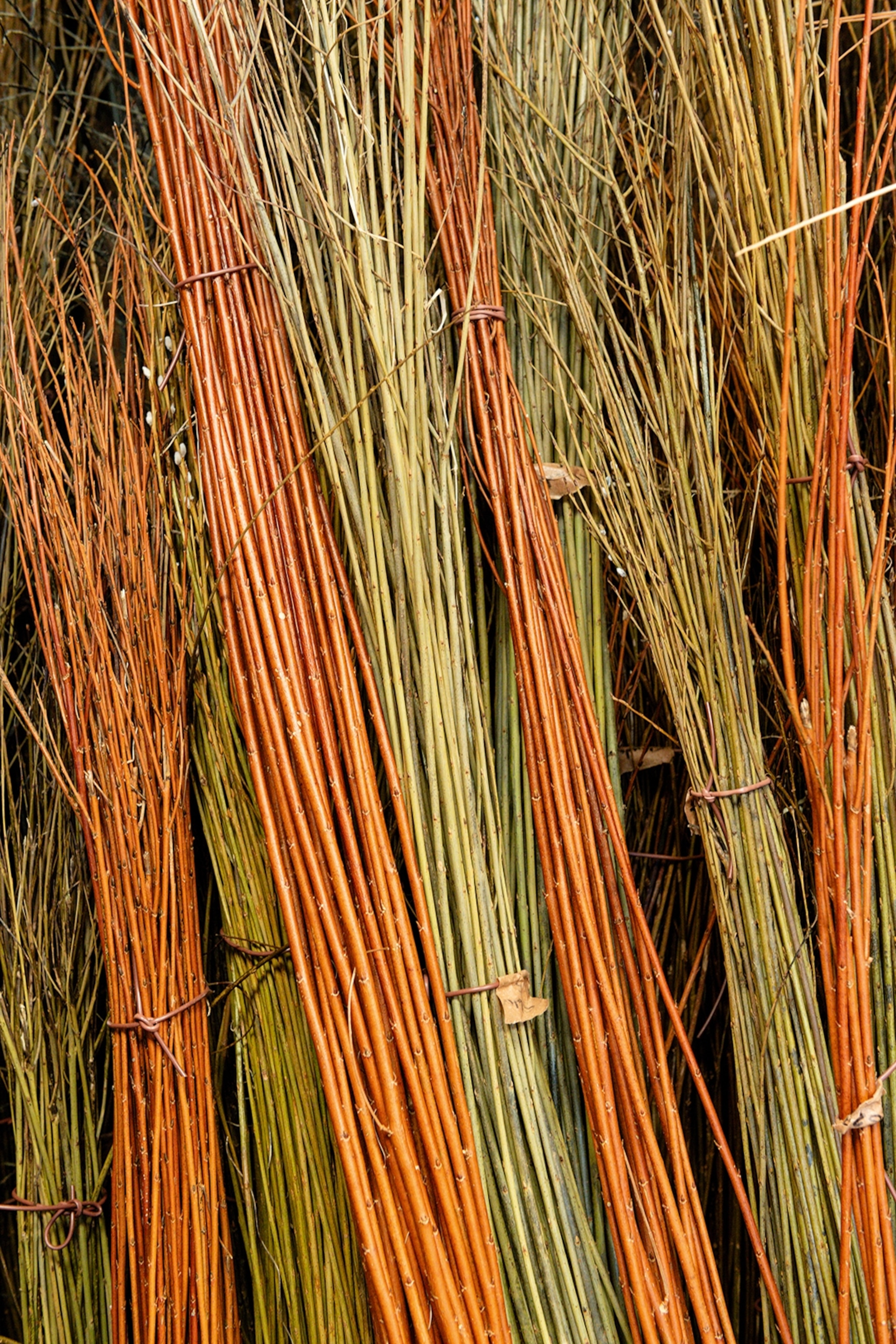 A close-up of willow rods tied into bundles.