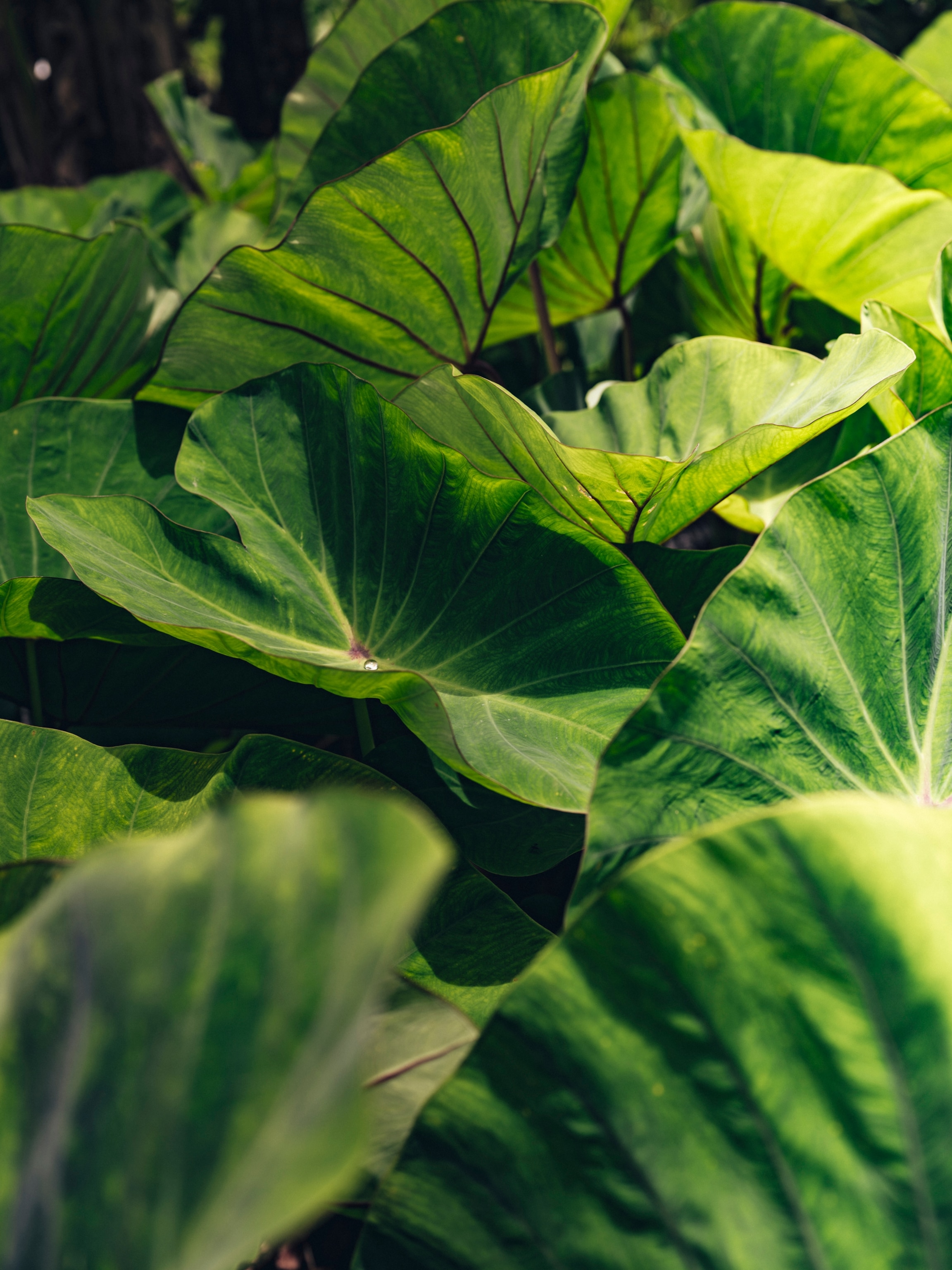plants at O.K. Farms
