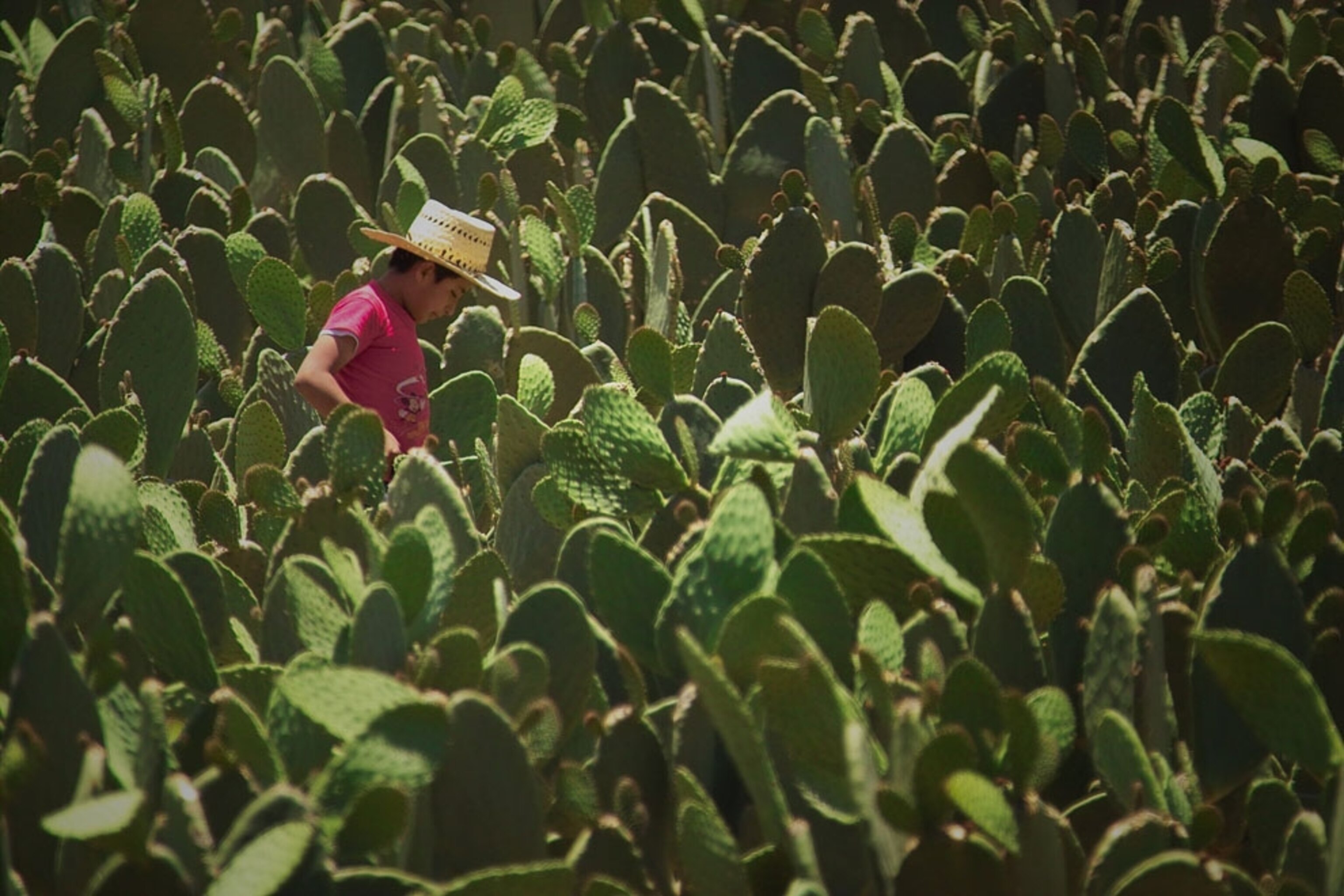 A man in a nopal field in central Mexico