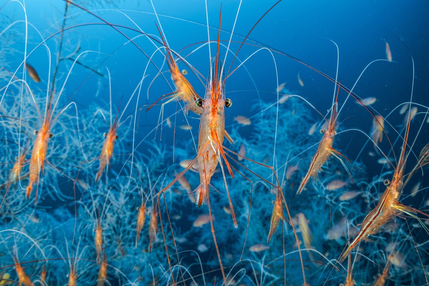 NGM%20Ballesta%20Underwater-2.jpg?w=1440