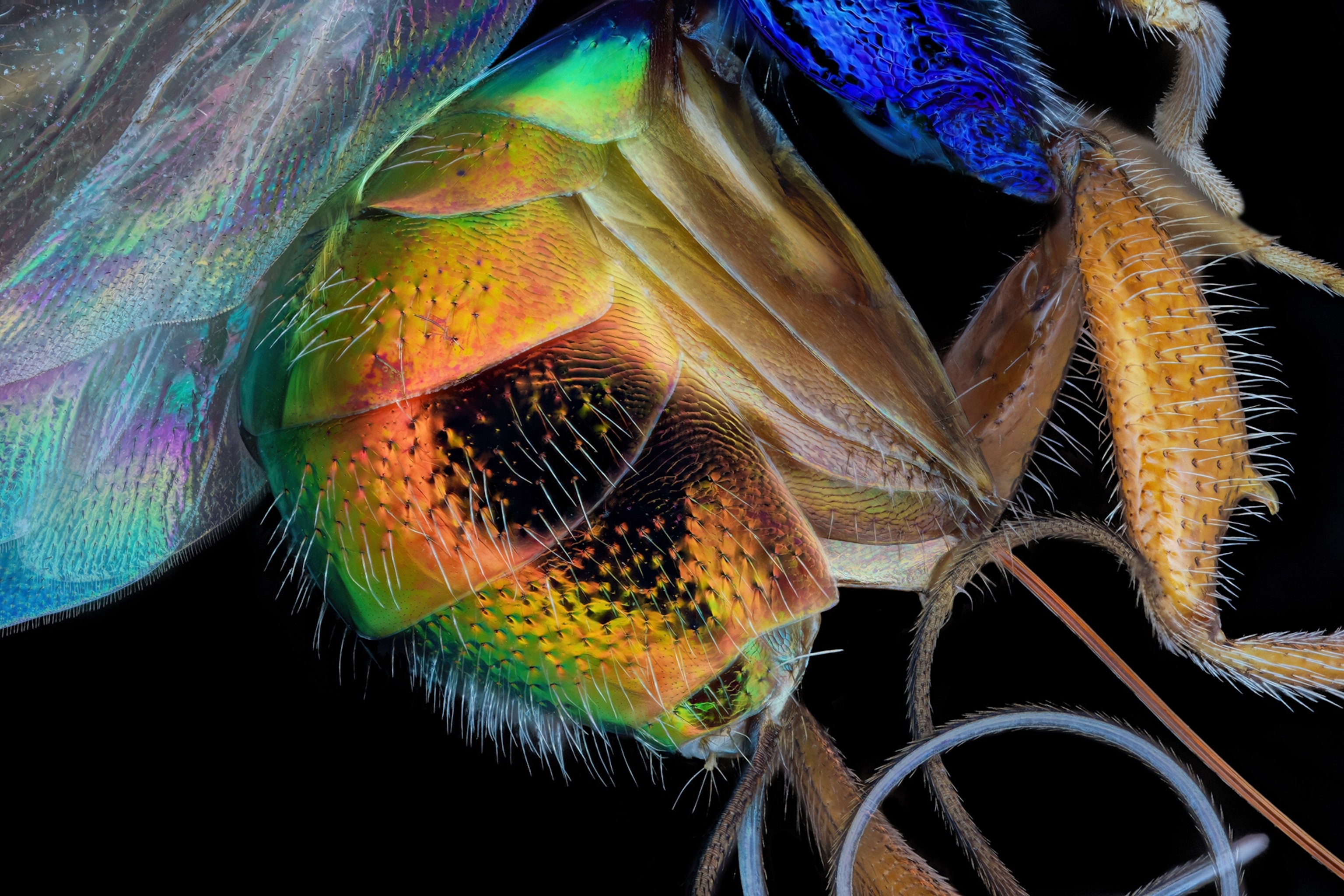Close-up of a technicolor wasp.