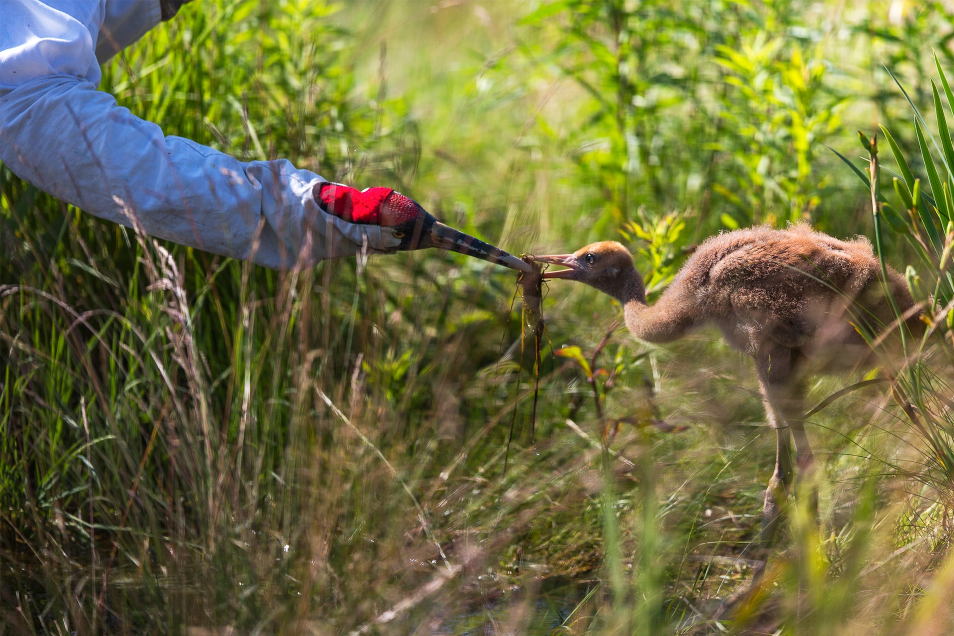 a caretaker bringing bamboo to a captive panda that is being trained for release into the wild at the Wolong Nature Reserve.