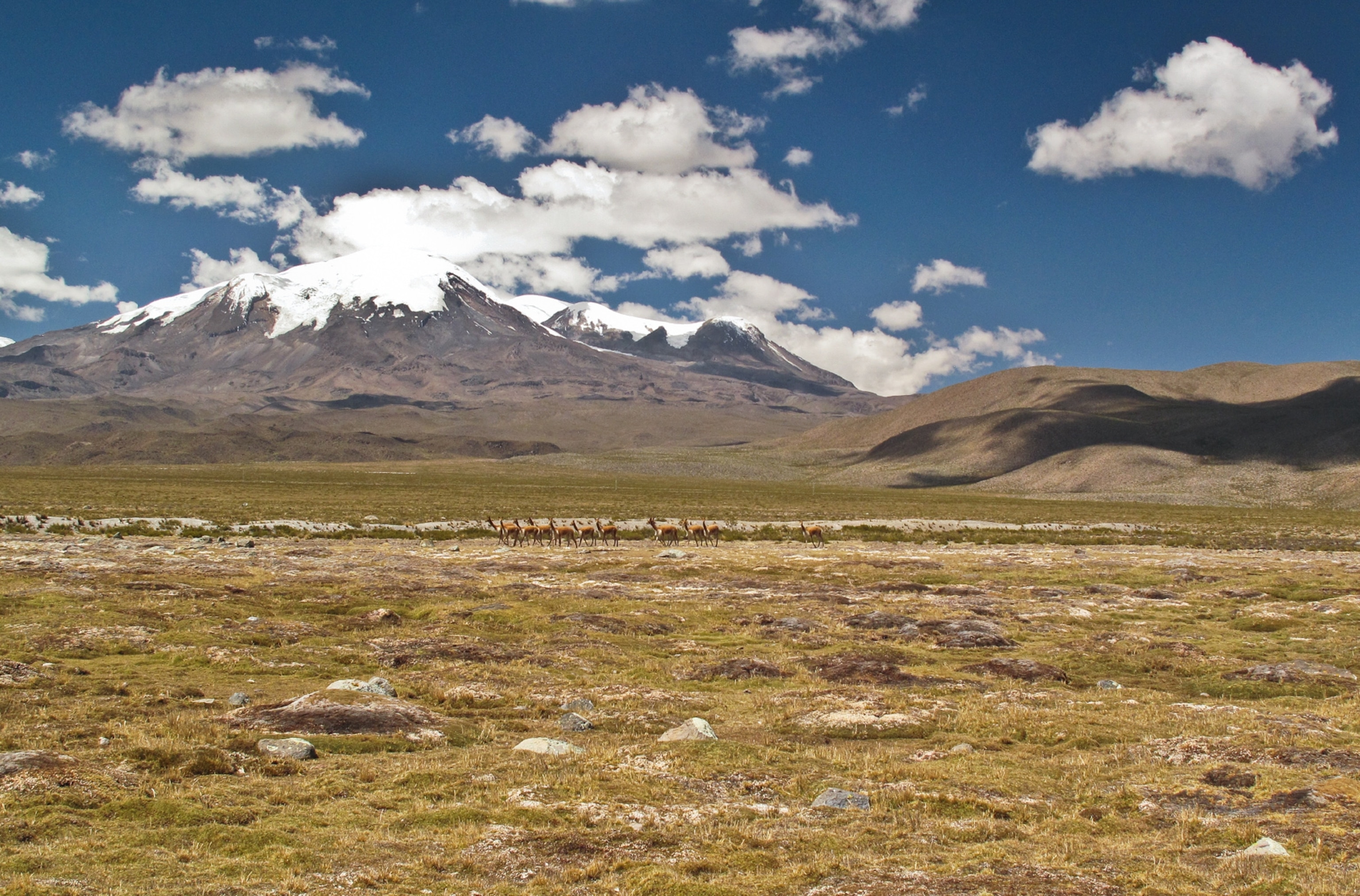 the Vicuñas in the Pucuncho Basin.