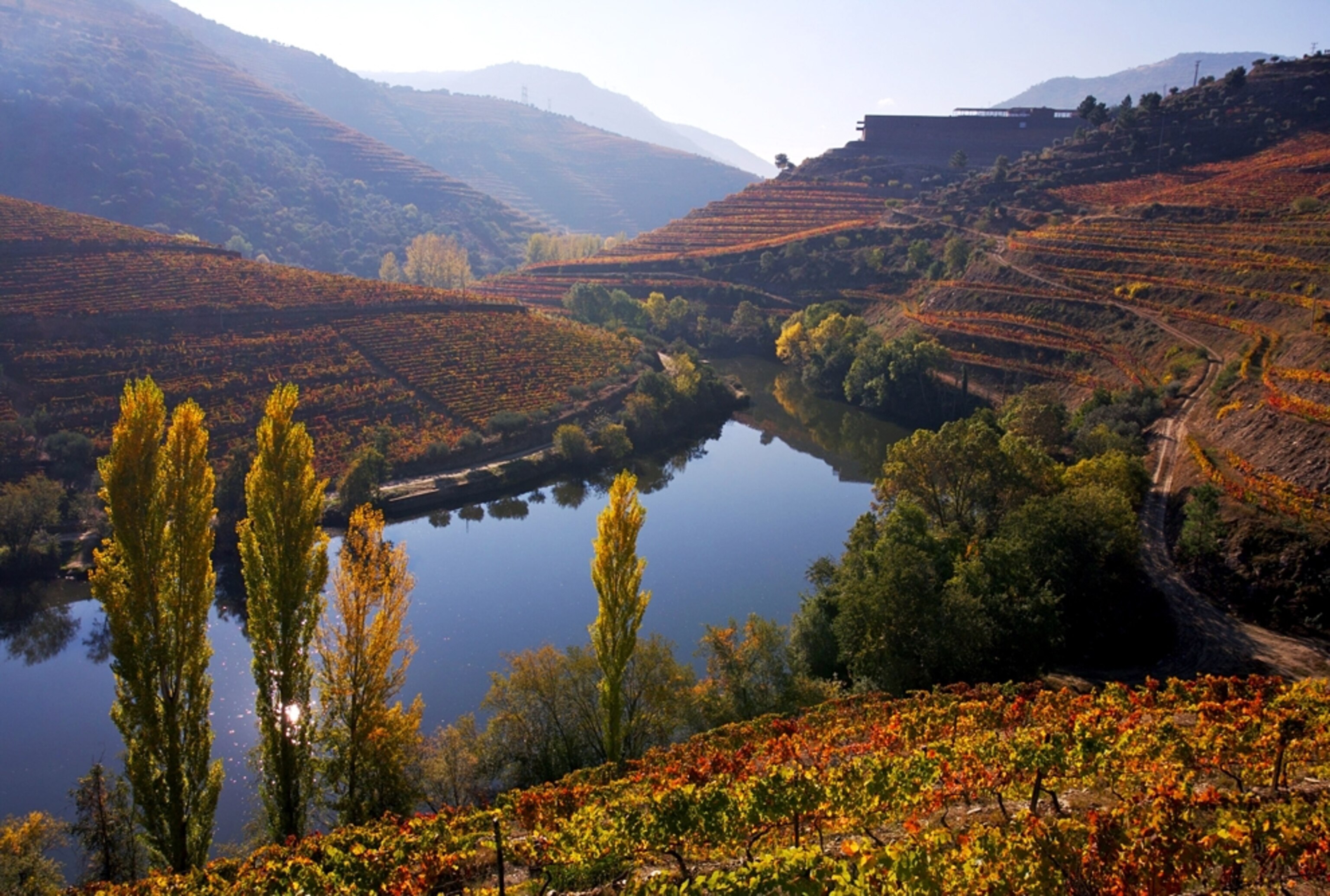 a vineyard in the Douro Valley, Portugal