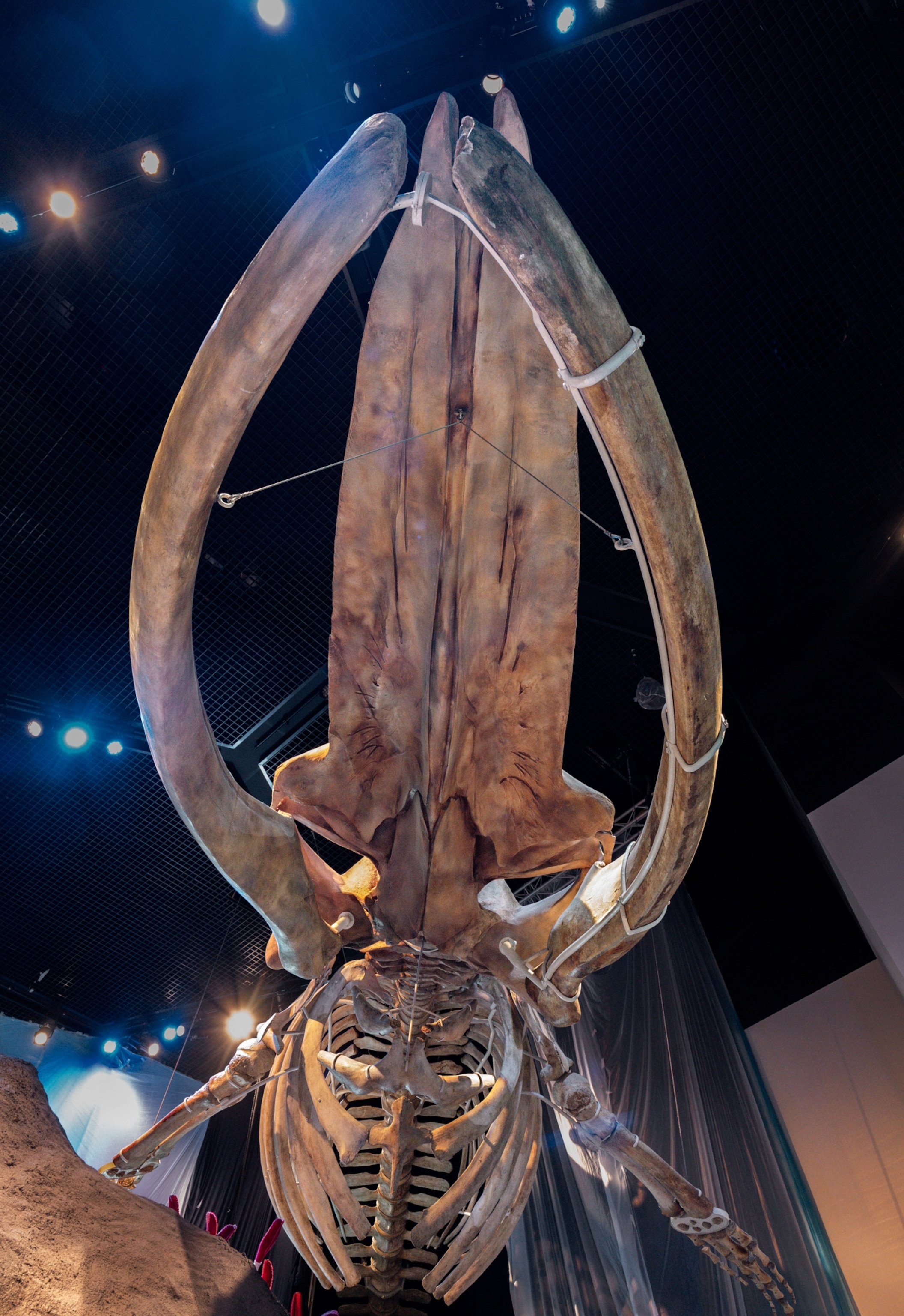 Almost directly underneath the mouth of a blue whale skeleton that is being suspended in the air.