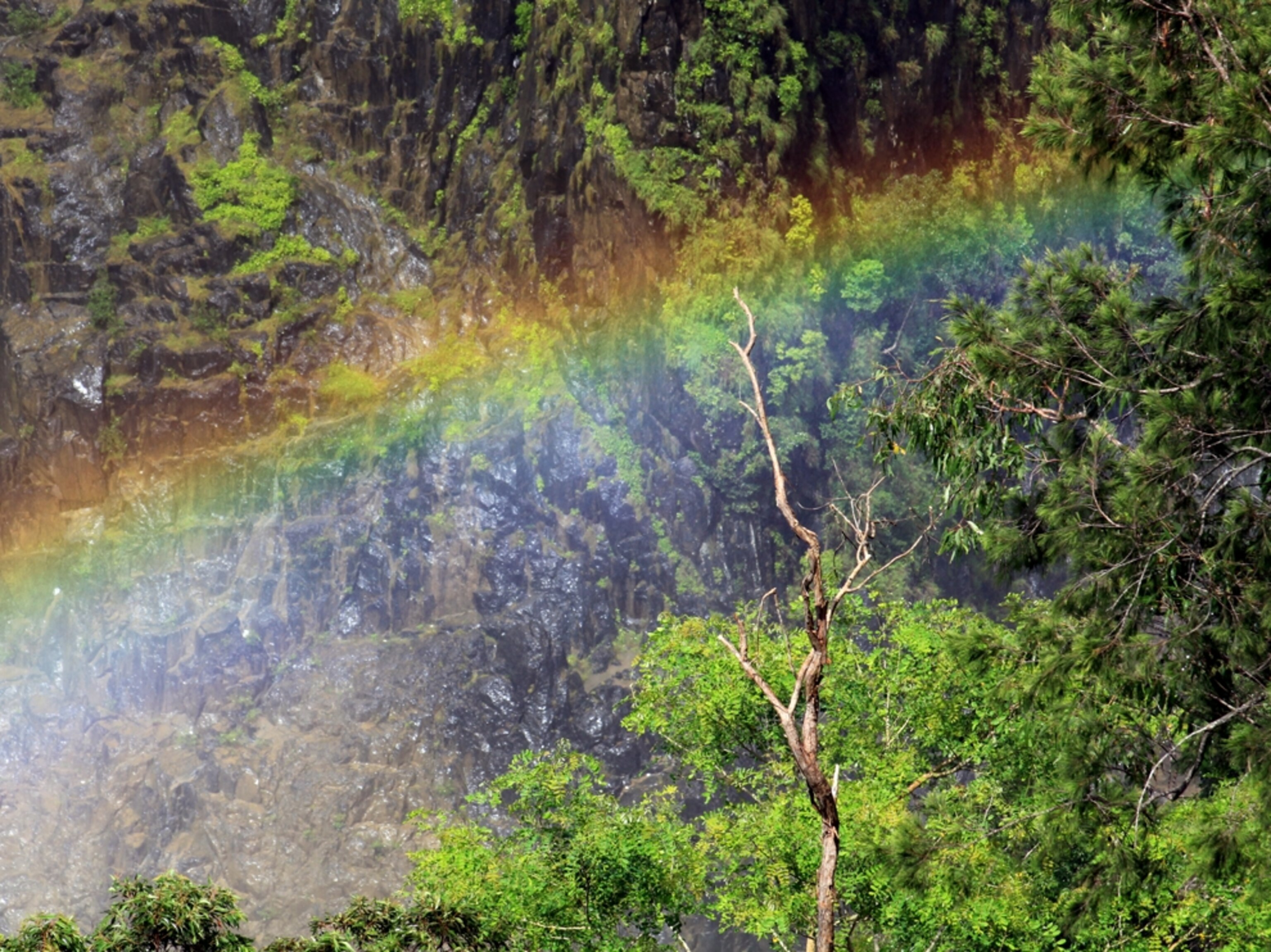 Rainbow appears over forest trees