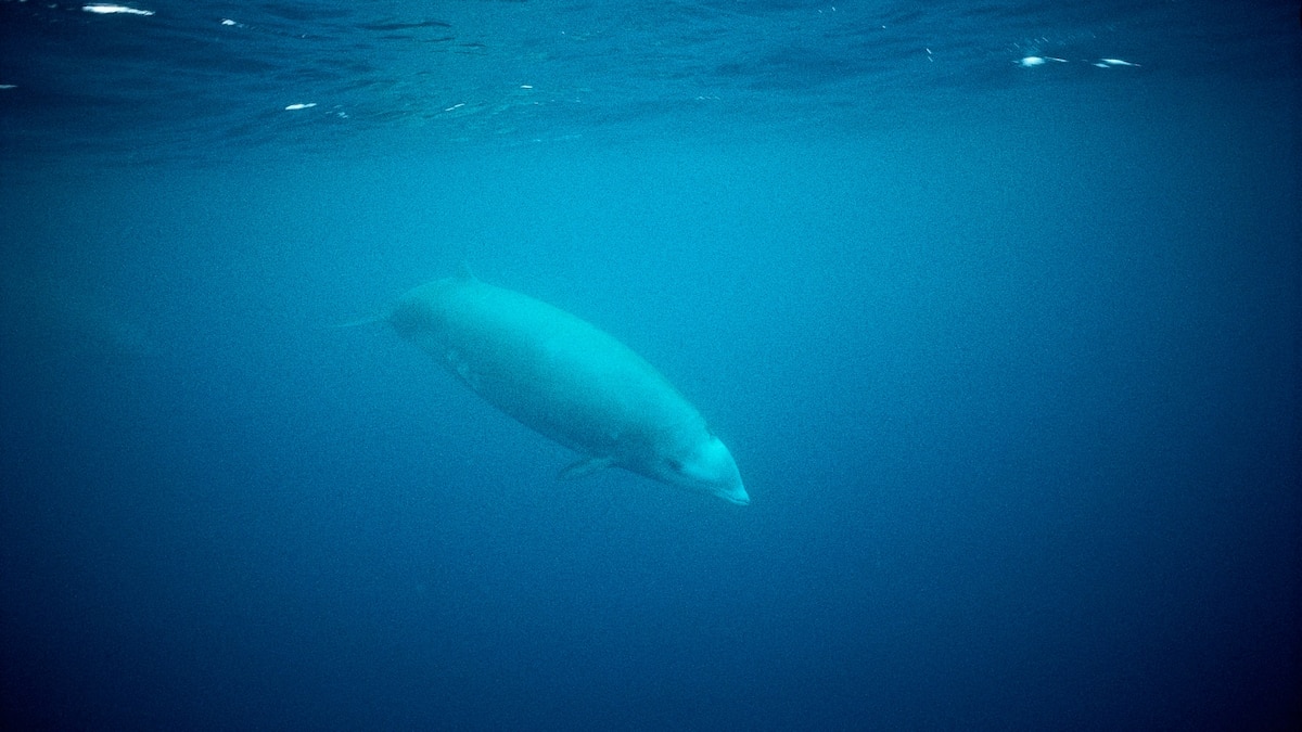 Elusive Whales Set New Record for Depth and Length of Dives Among Mammals