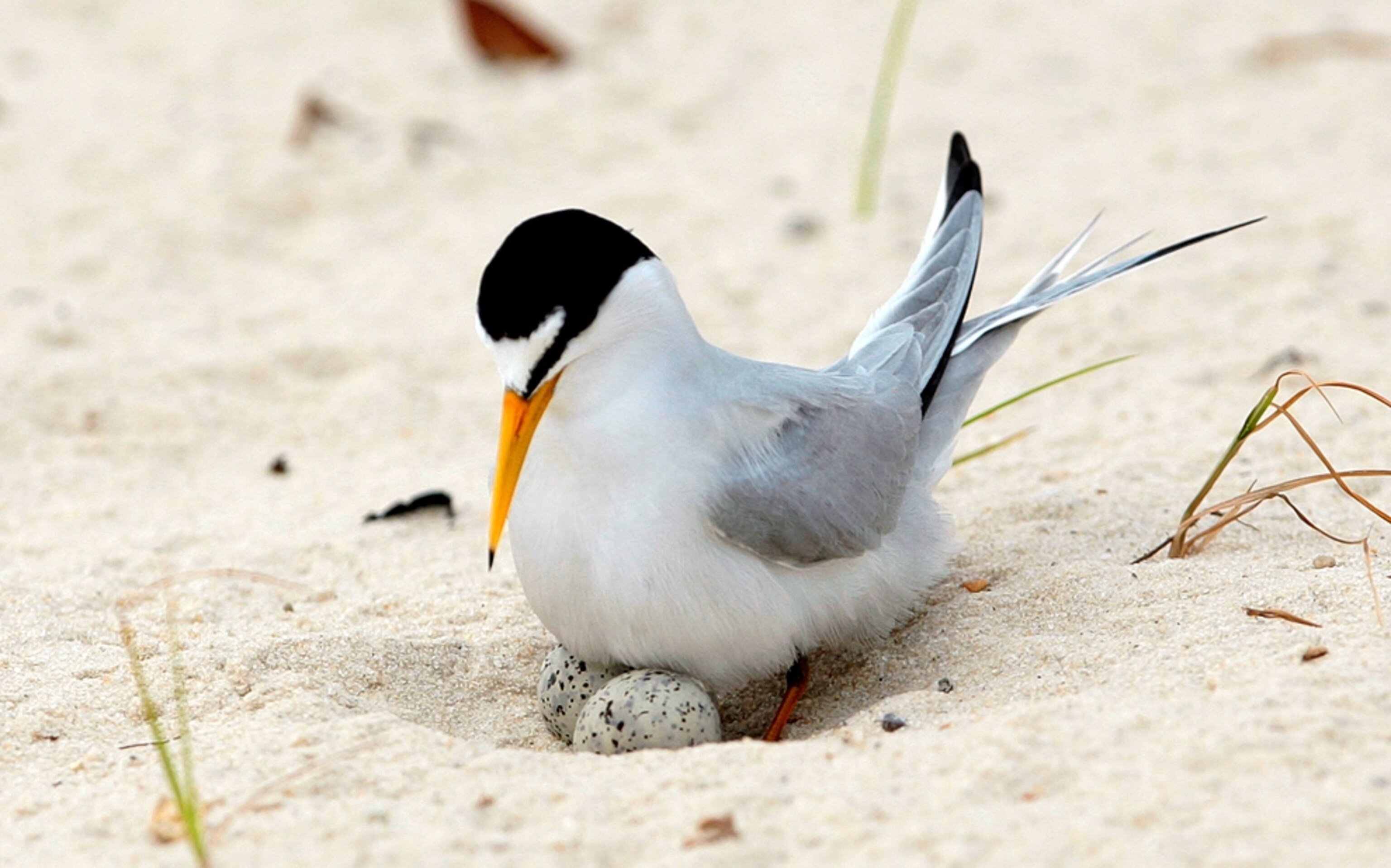 A least tern looks at its eggs on a Mississippi beach that may be threatened by the Gulf of Mexico oil spill.